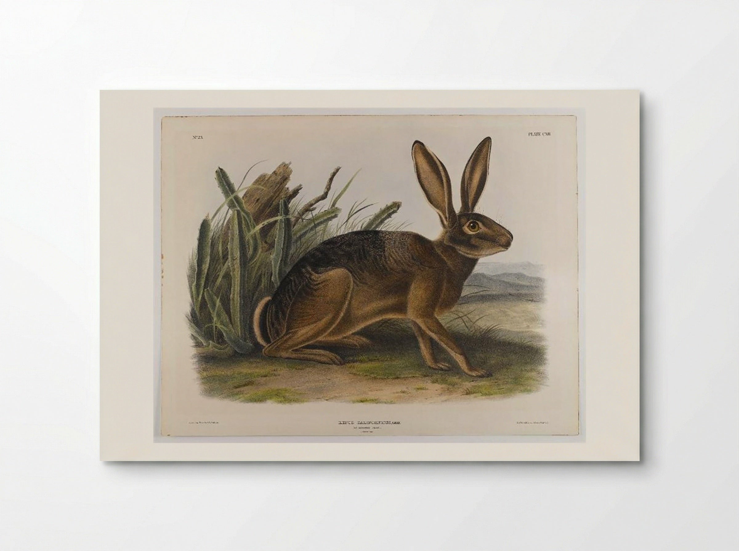 California Hare - John James Audubon - Poster