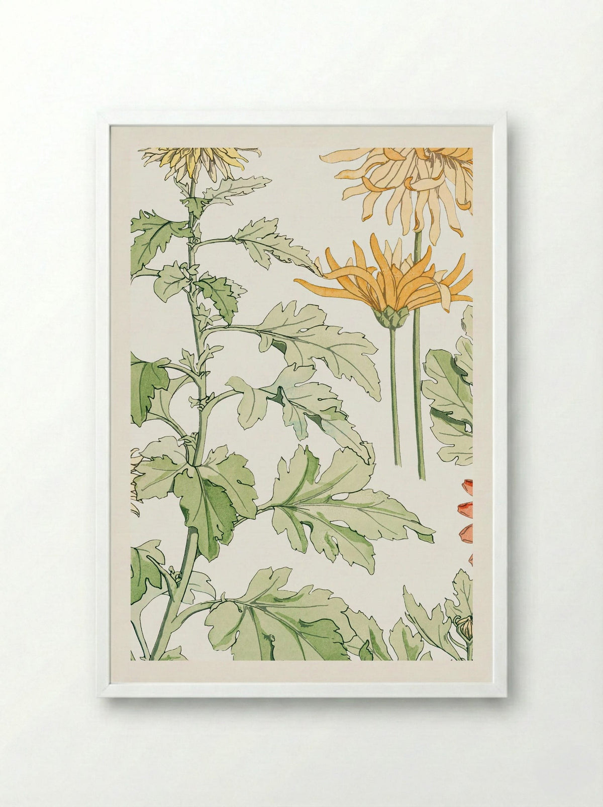 Chrysanthème (Chrysanthemum) - Maurice Pillard Verneuil - Framed Print White
