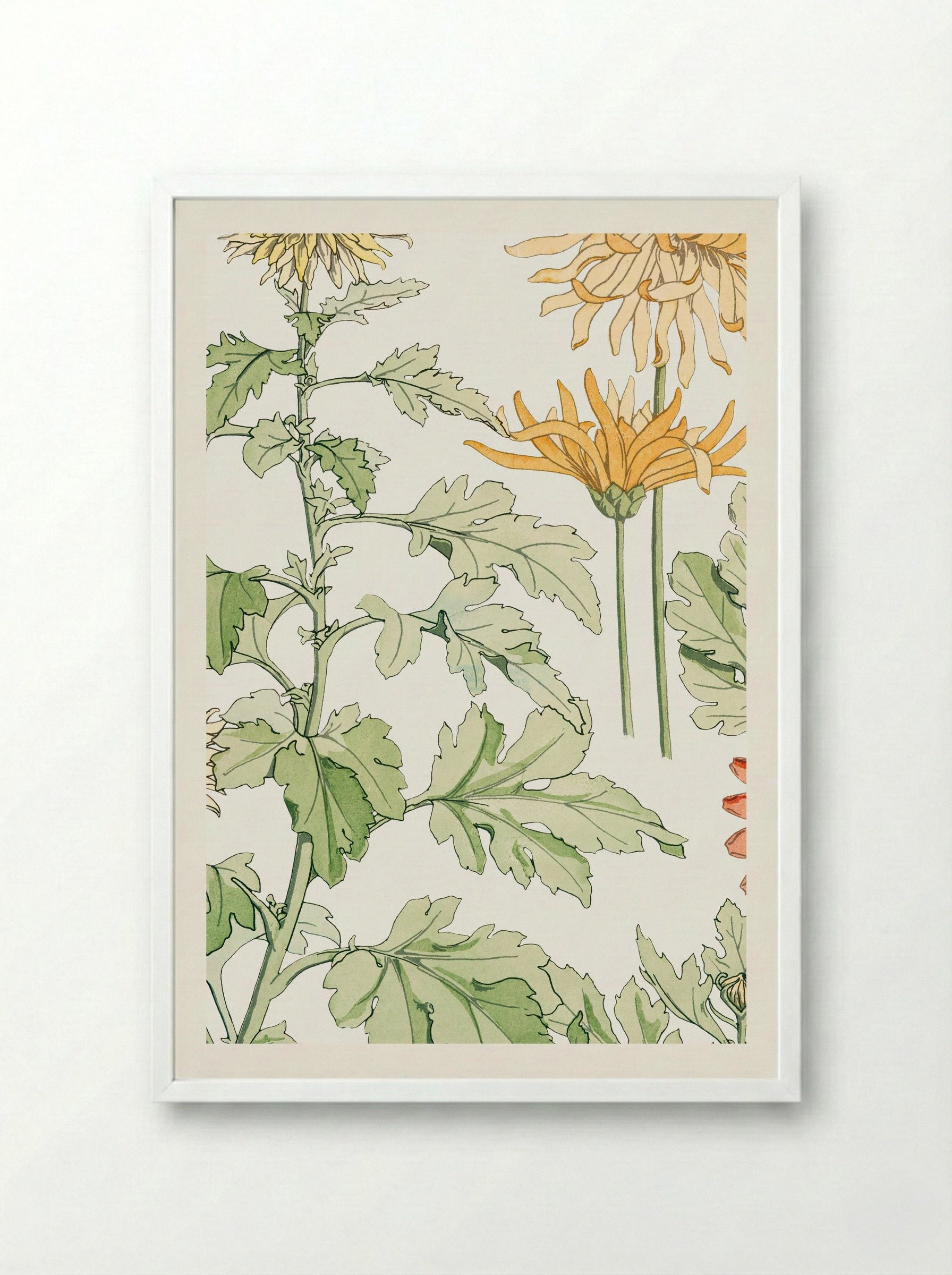 Chrysanthème (Chrysanthemum) - Maurice Pillard Verneuil - Framed Print White