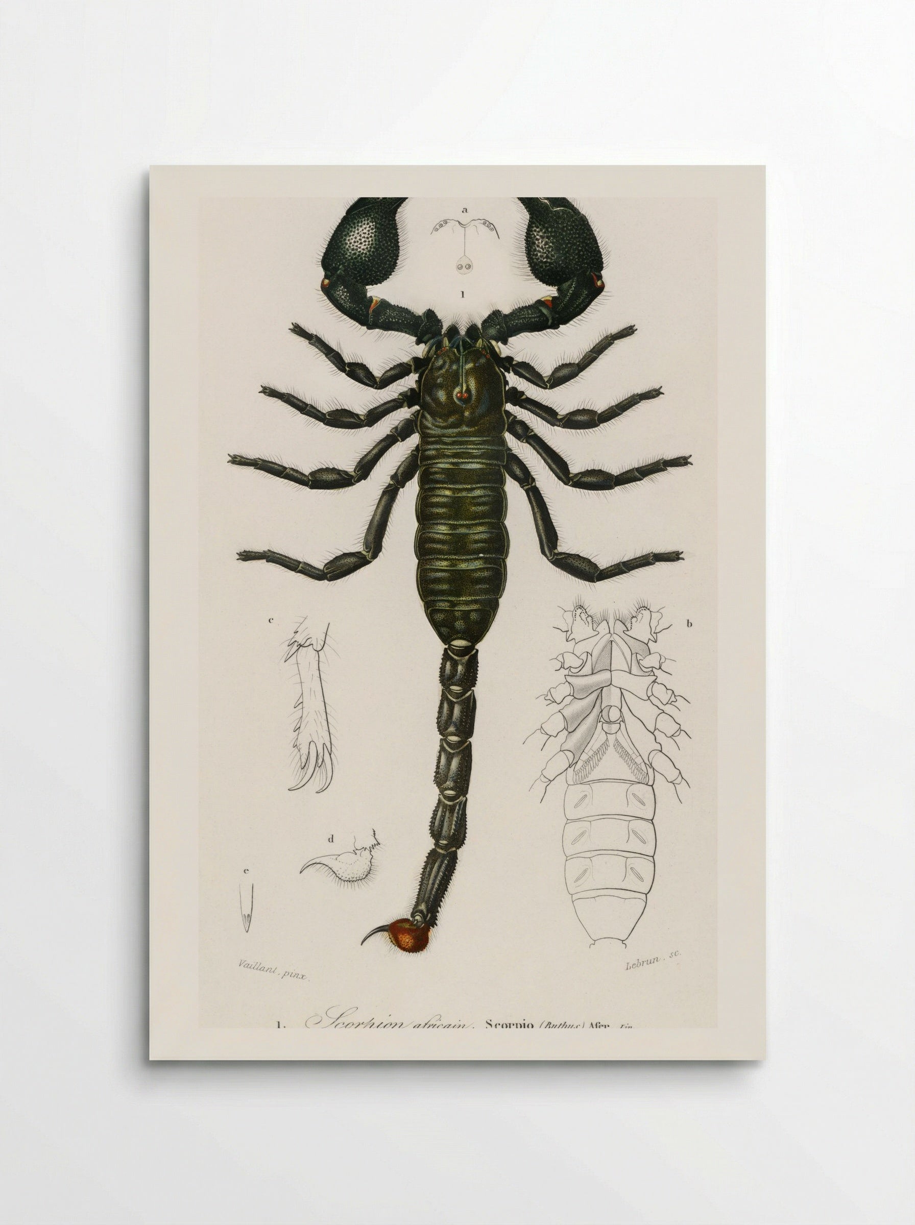 The Emperor Scorpion - Charles Dessalines D'Orbigny - Poster