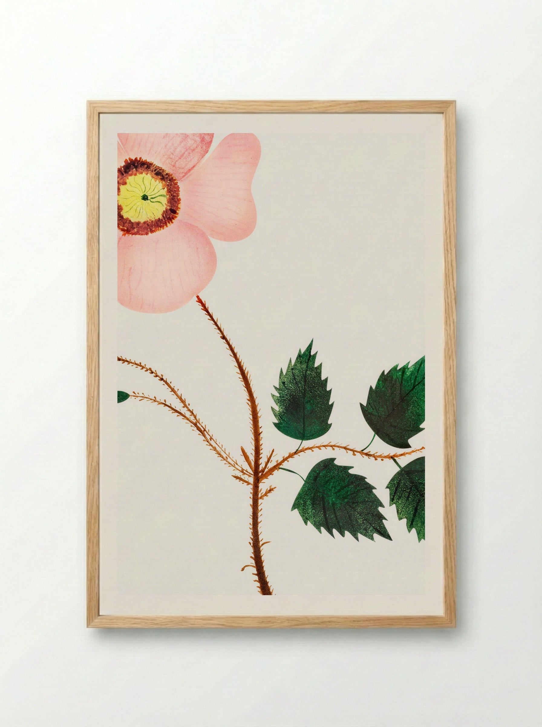 Wild Rose - Mary Altha Nims - Framed Print Wood