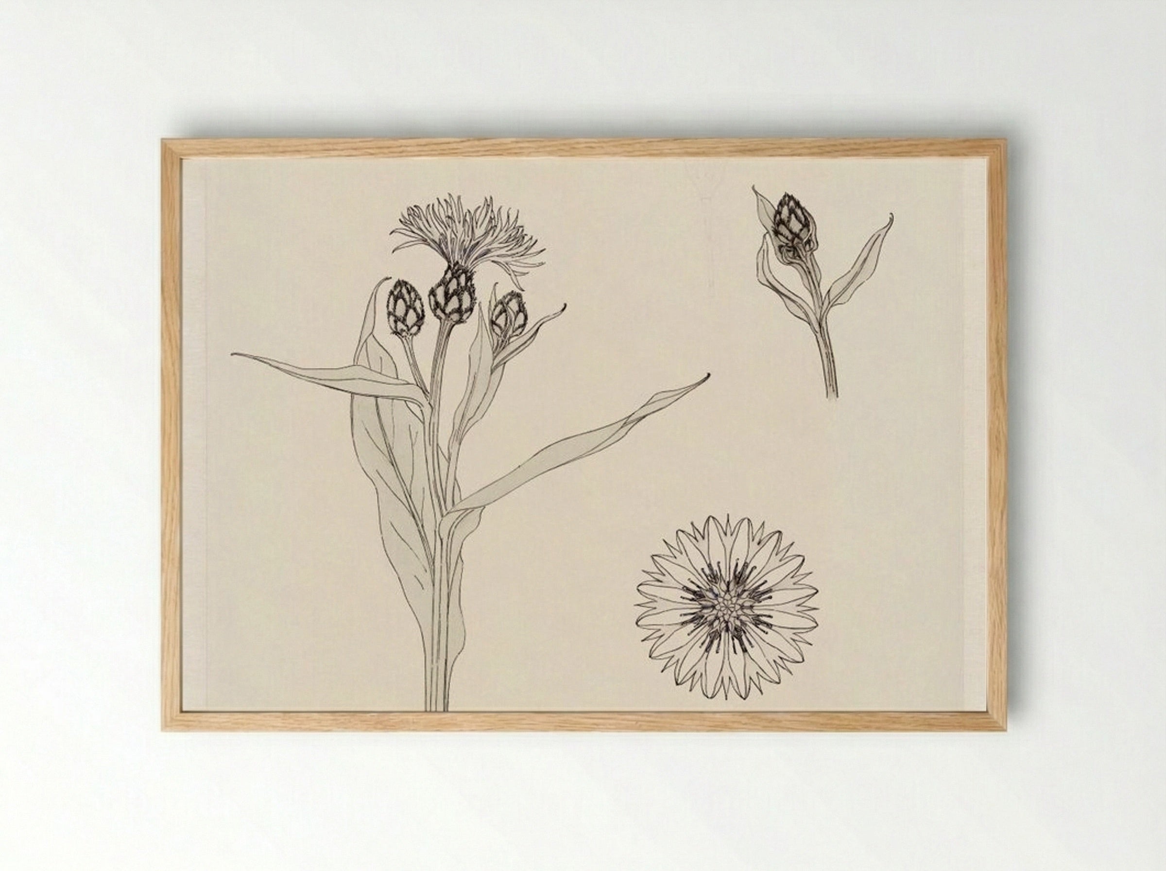 Cornflowers, Colour Sketch - Julie de Graag - Framed Print Wood