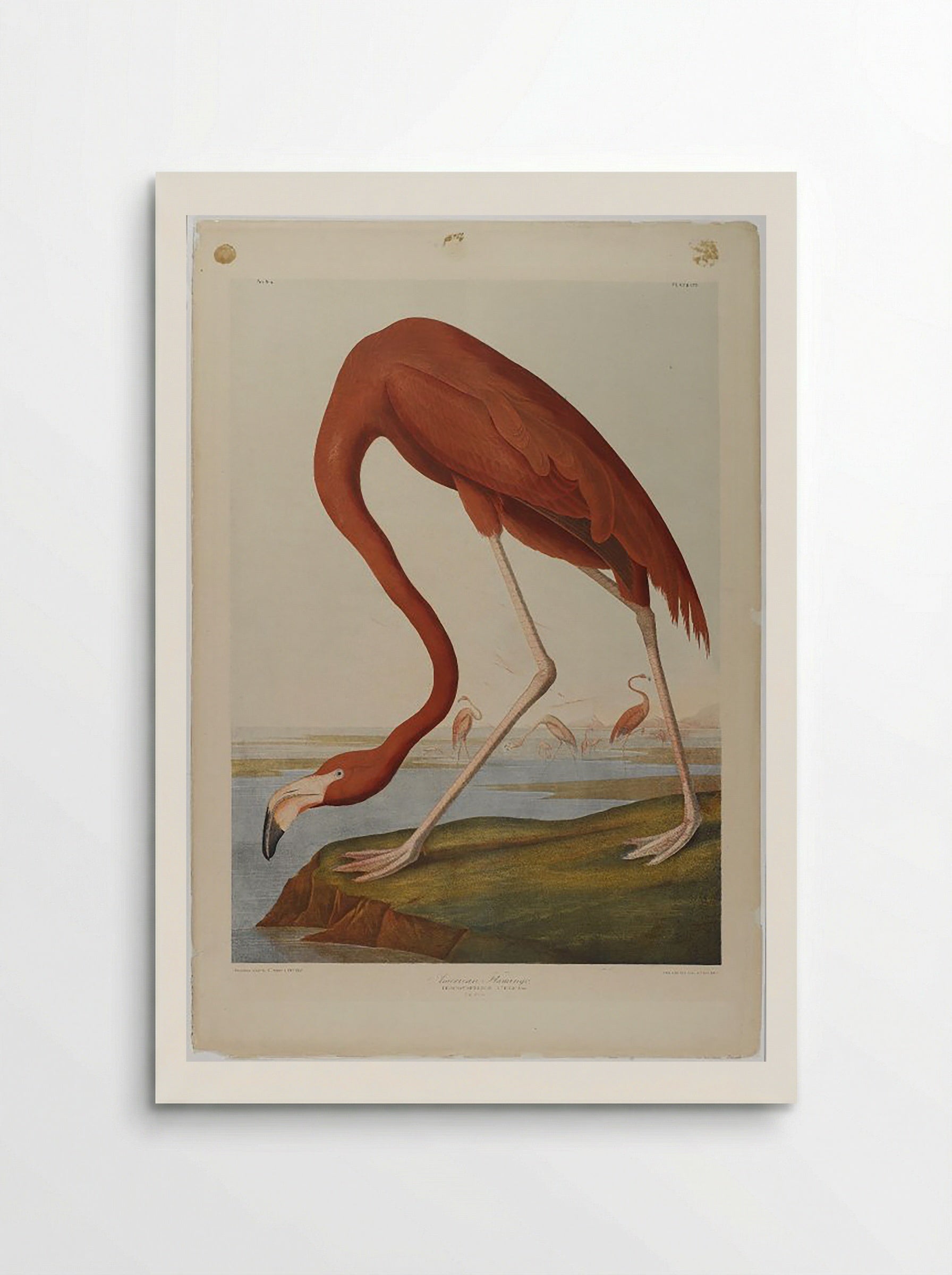 American Flamingo - John James Audubon - Poster