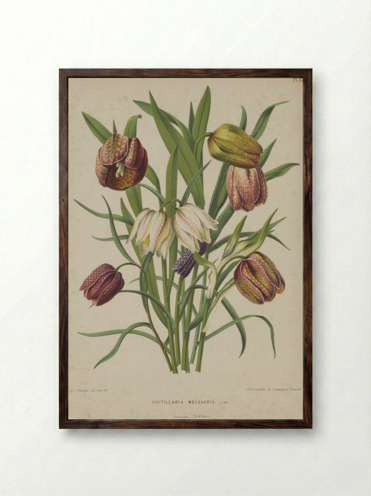 Fritillaria meleagris – A.J. Wendel - Framed Print Dark Wood