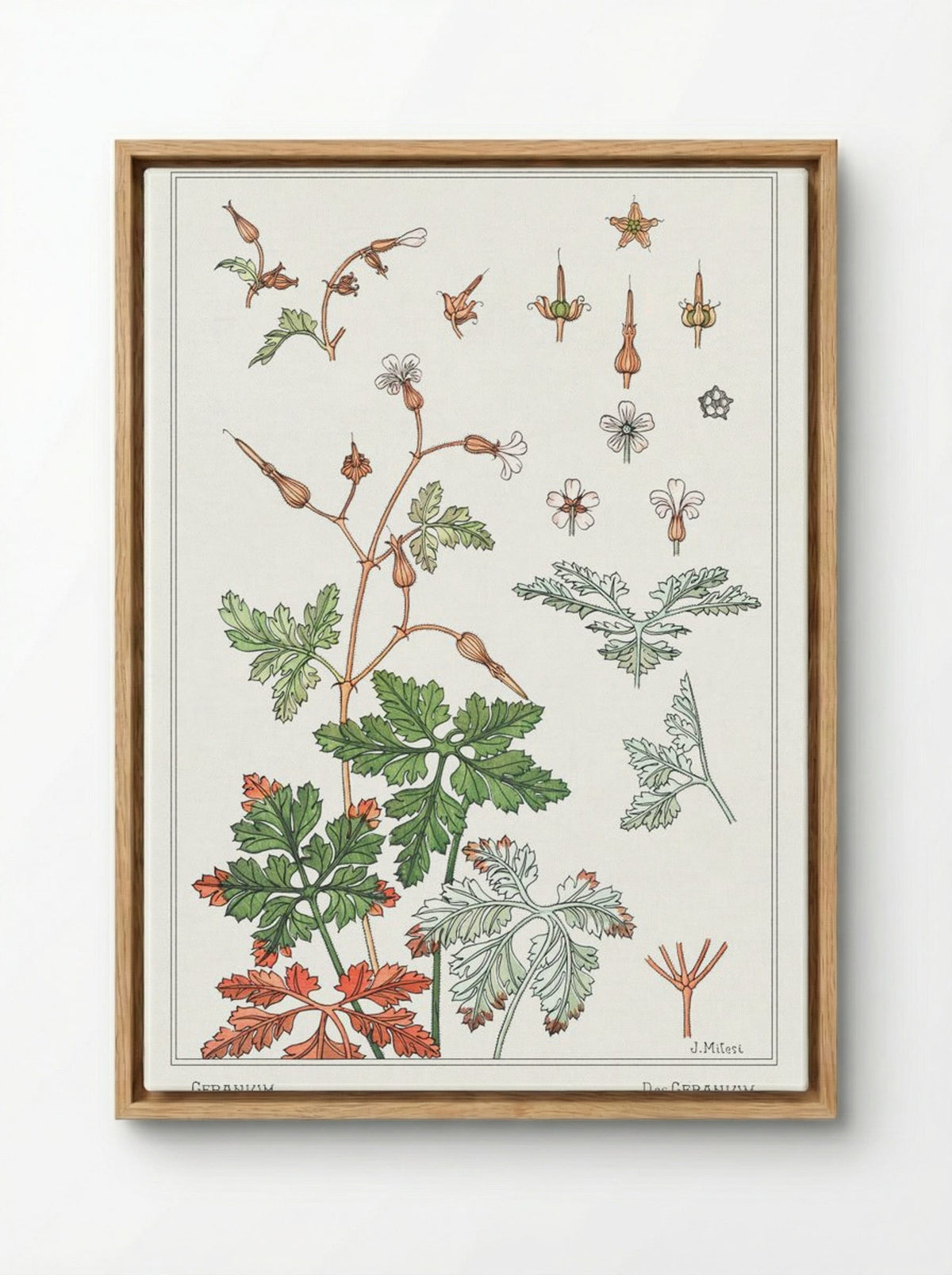 Geranium sauvage (Geranium) - Maurice Pillard Verneuil - Framed Canvas Wood