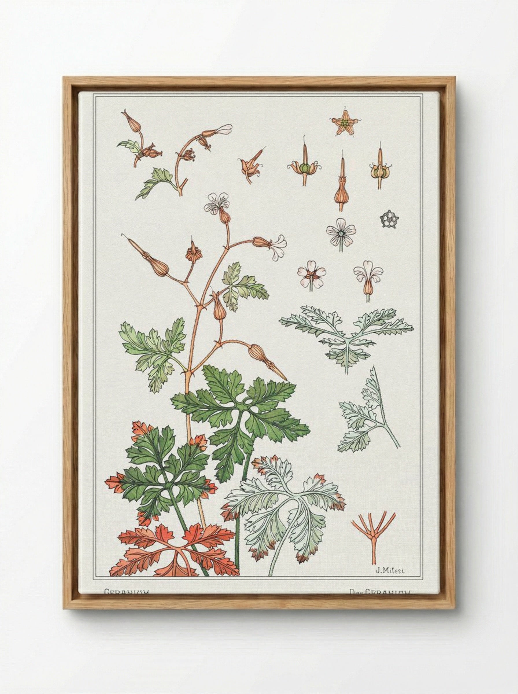 Geranium sauvage (Geranium) - Maurice Pillard Verneuil - Framed Canvas Wood