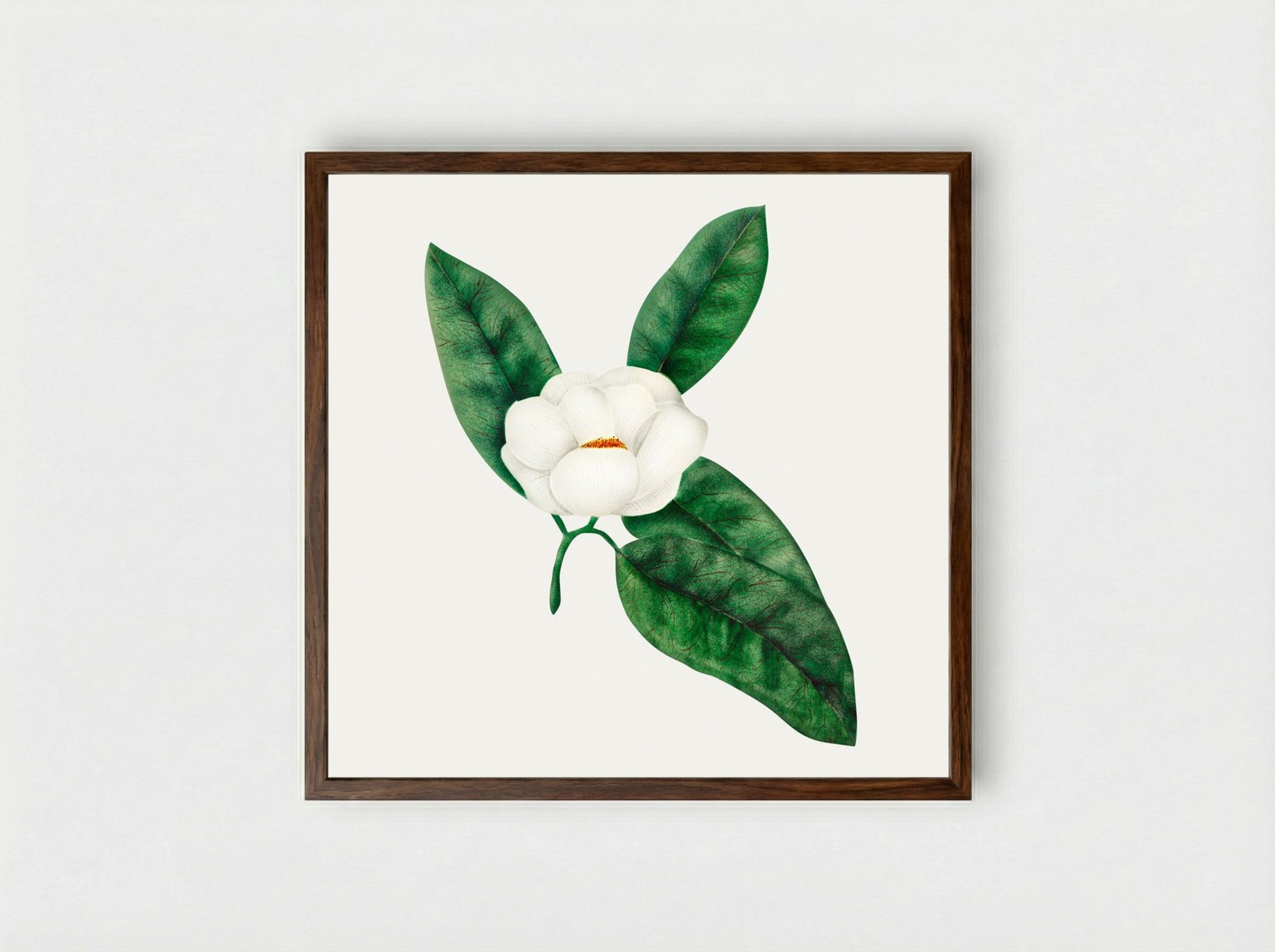 Magnolia - Mary Altha Nims - Framed Print Dark Wood