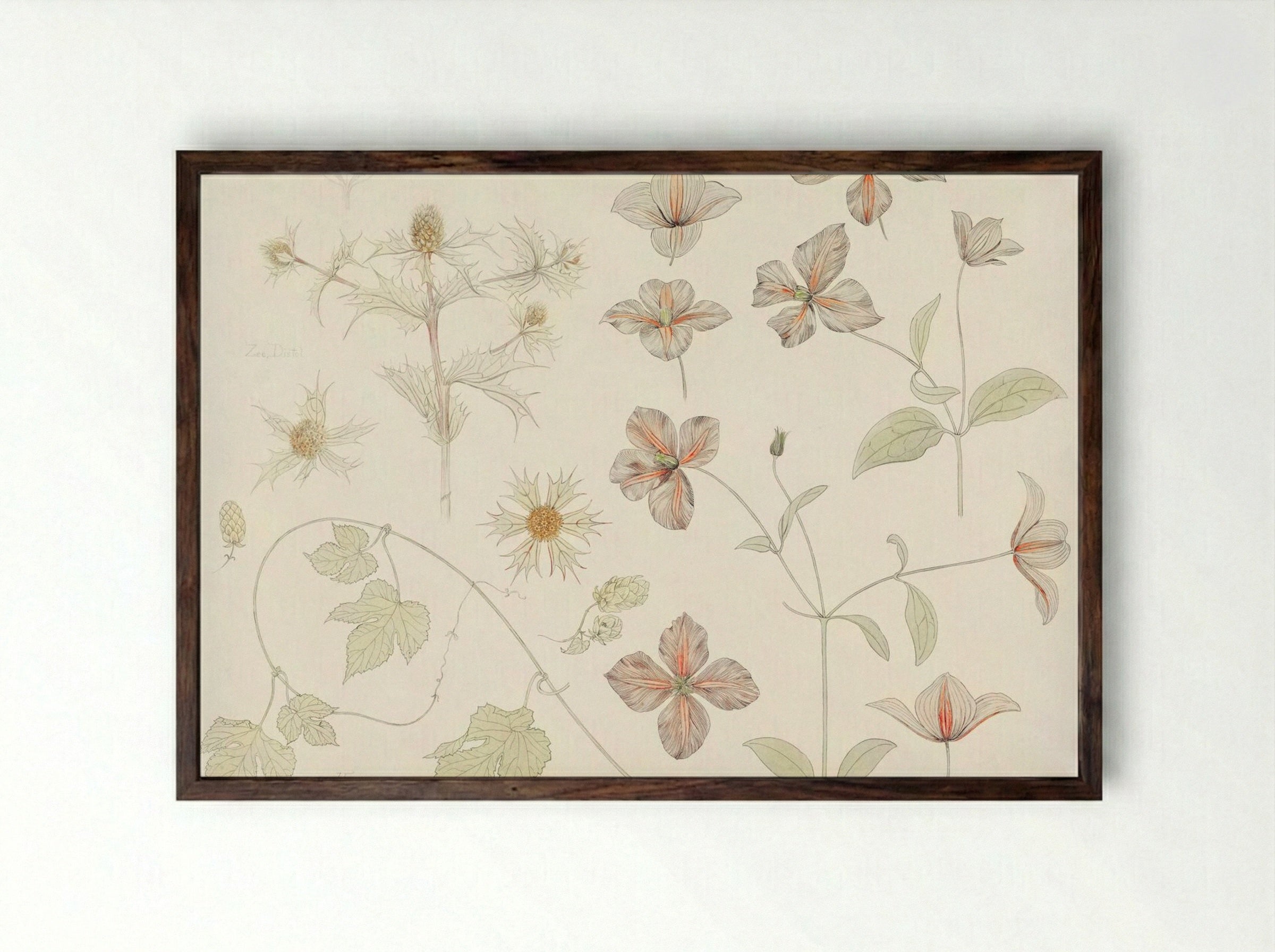 Study Sheet with Sea Thistle, Hop and Clematis - Julie de Graag - Framed Print Dark Wood