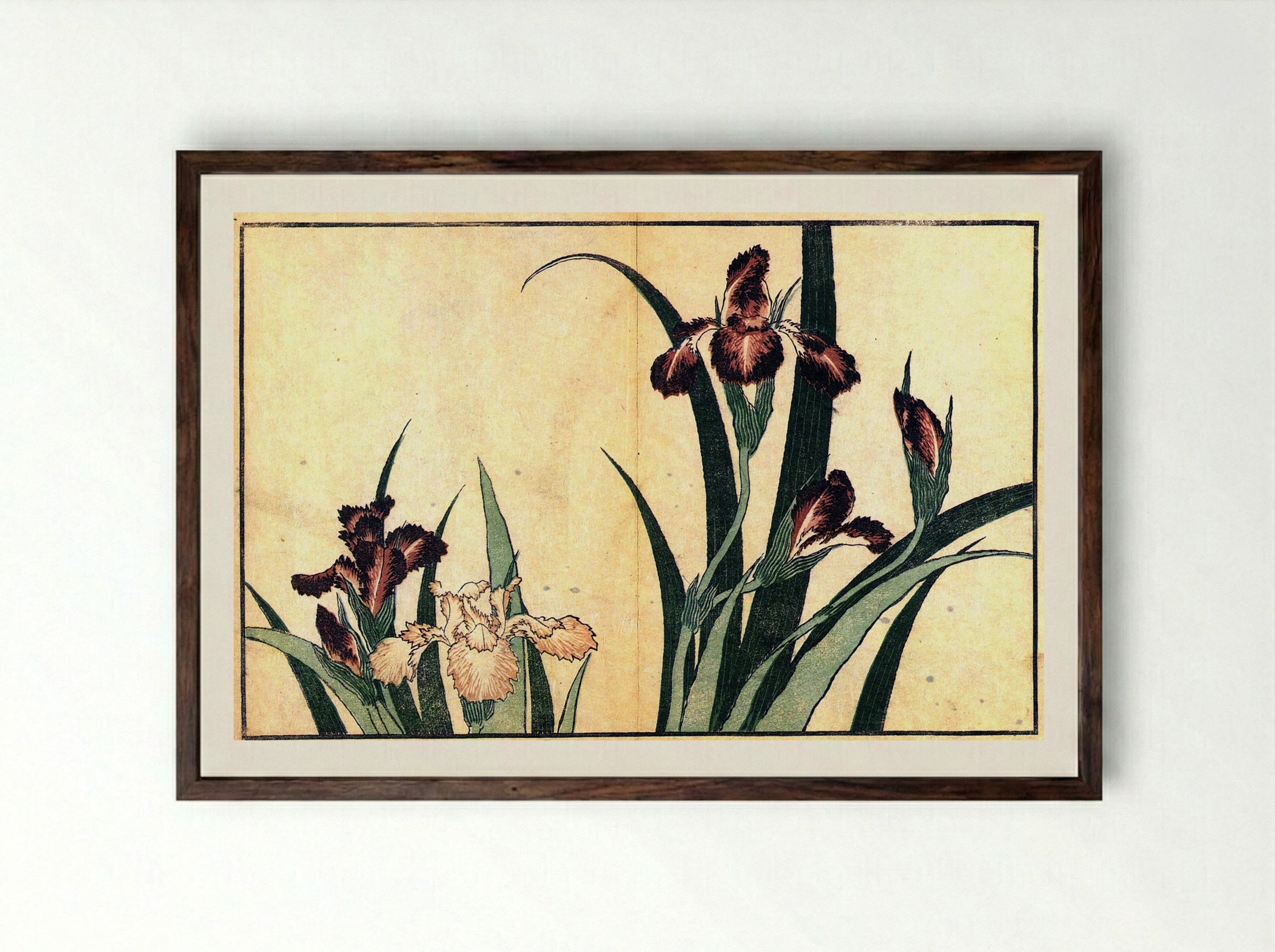 Irises - Fine Art Print - Framed Print Dark Wood