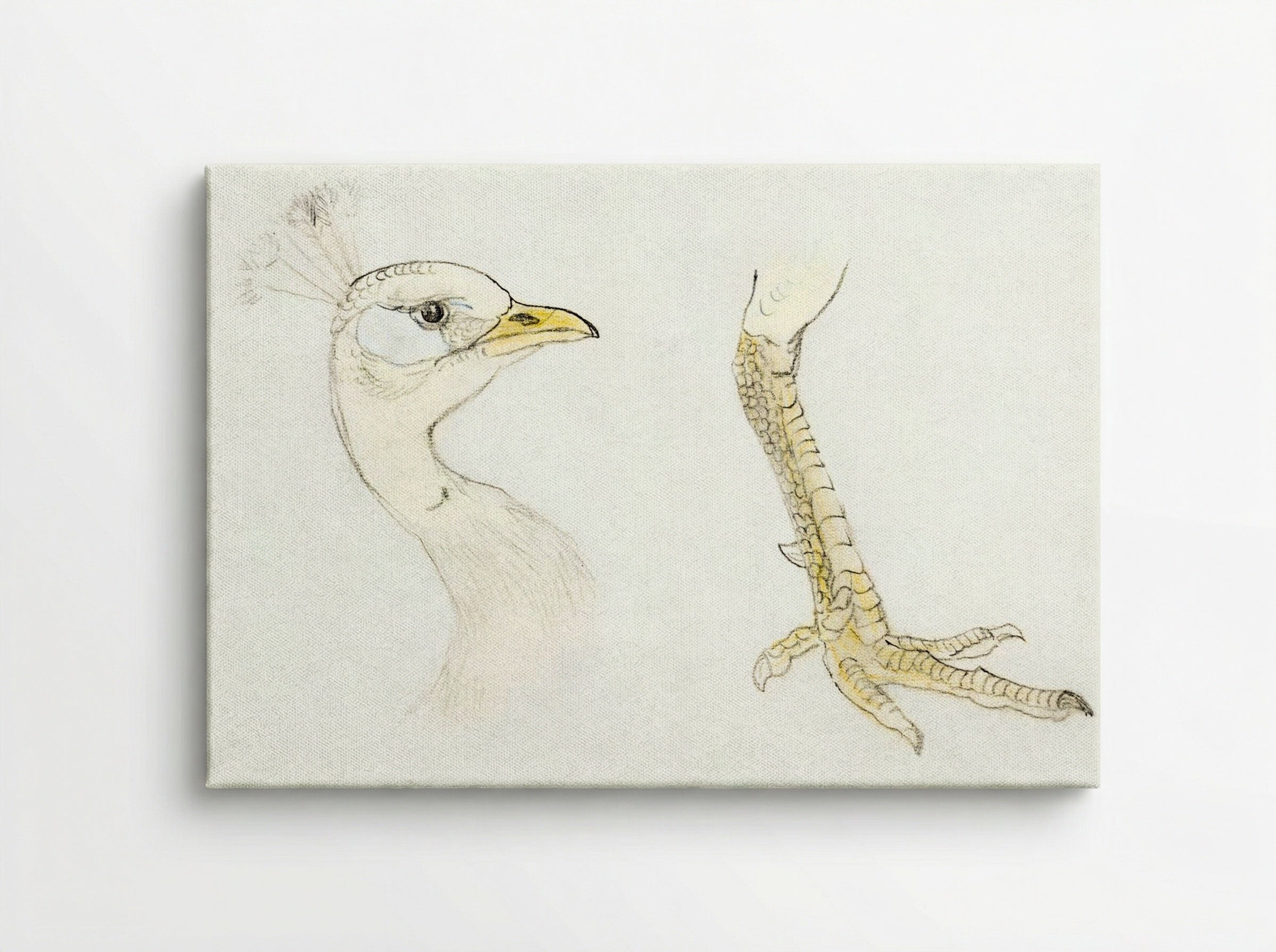 Head and Foot of a Peacock - Theo van Hoytema - Canvas