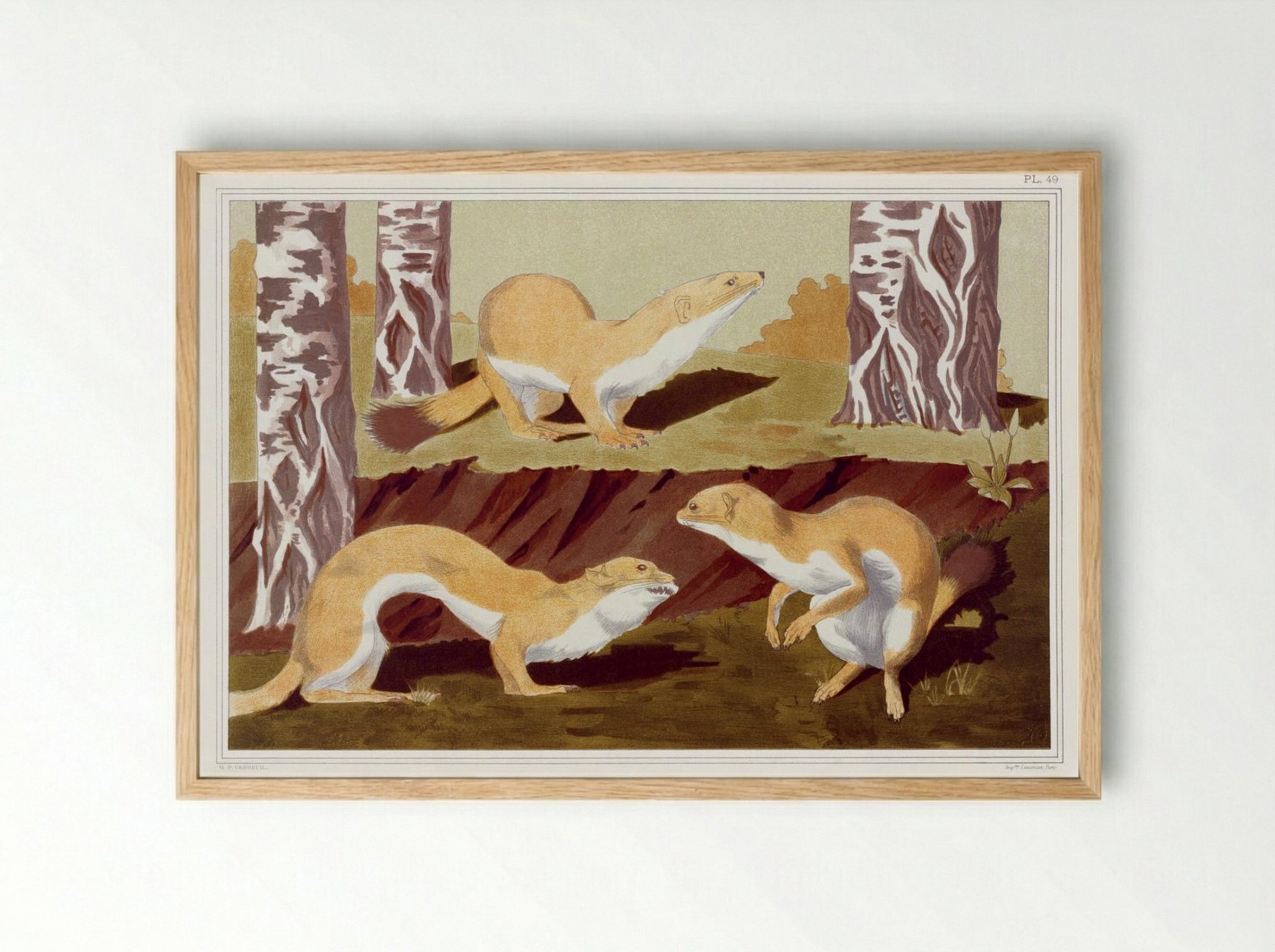 Hermines Vulgaires (Common Stoats) - Maurice Pillard Verneuil - Framed Print Wood