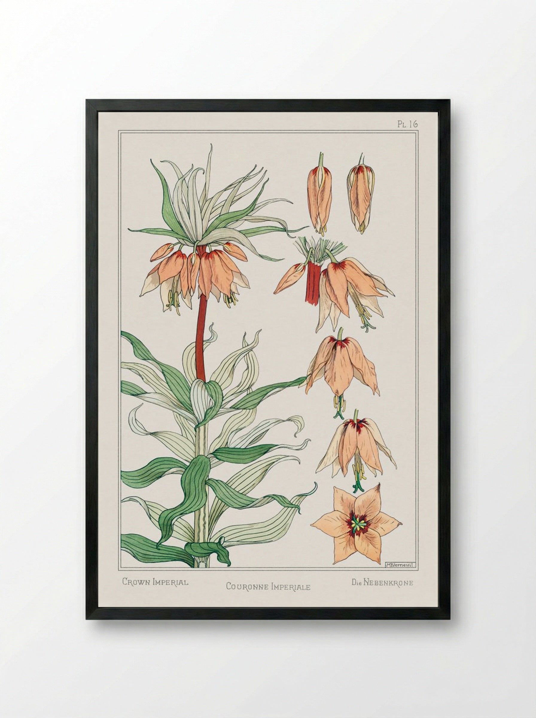 Couronne Impériale (Crown Imperial) - Maurice Pillard Verneuil - Framed Print Black