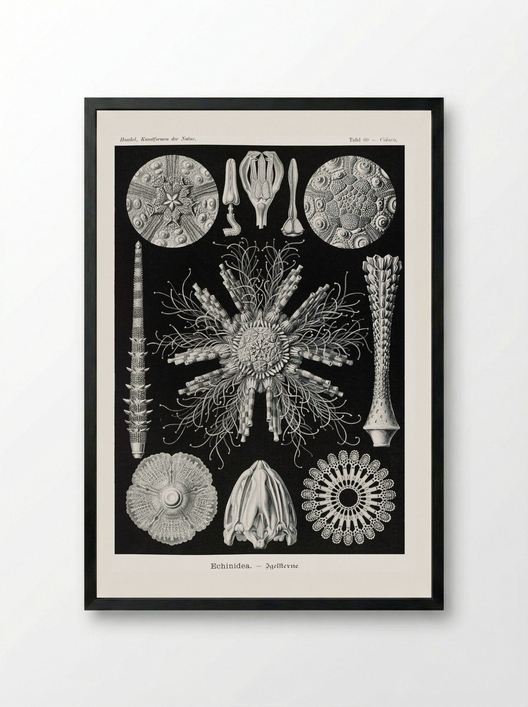 Echinidea-Igelsterne (1904) - Ernst Haeckel - Framed Print Black