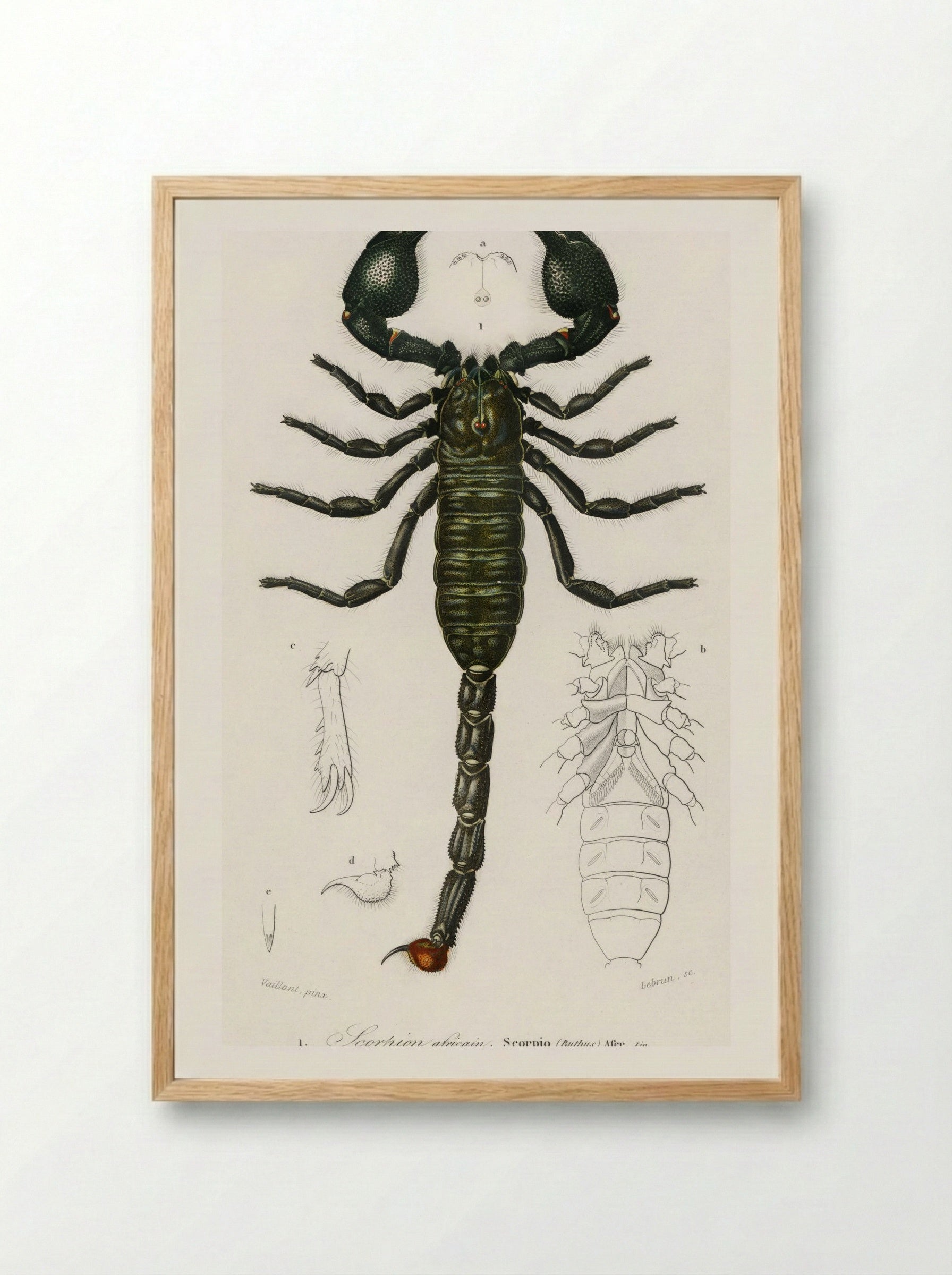 The Emperor Scorpion - Charles Dessalines D'Orbigny - Framed Print Wood