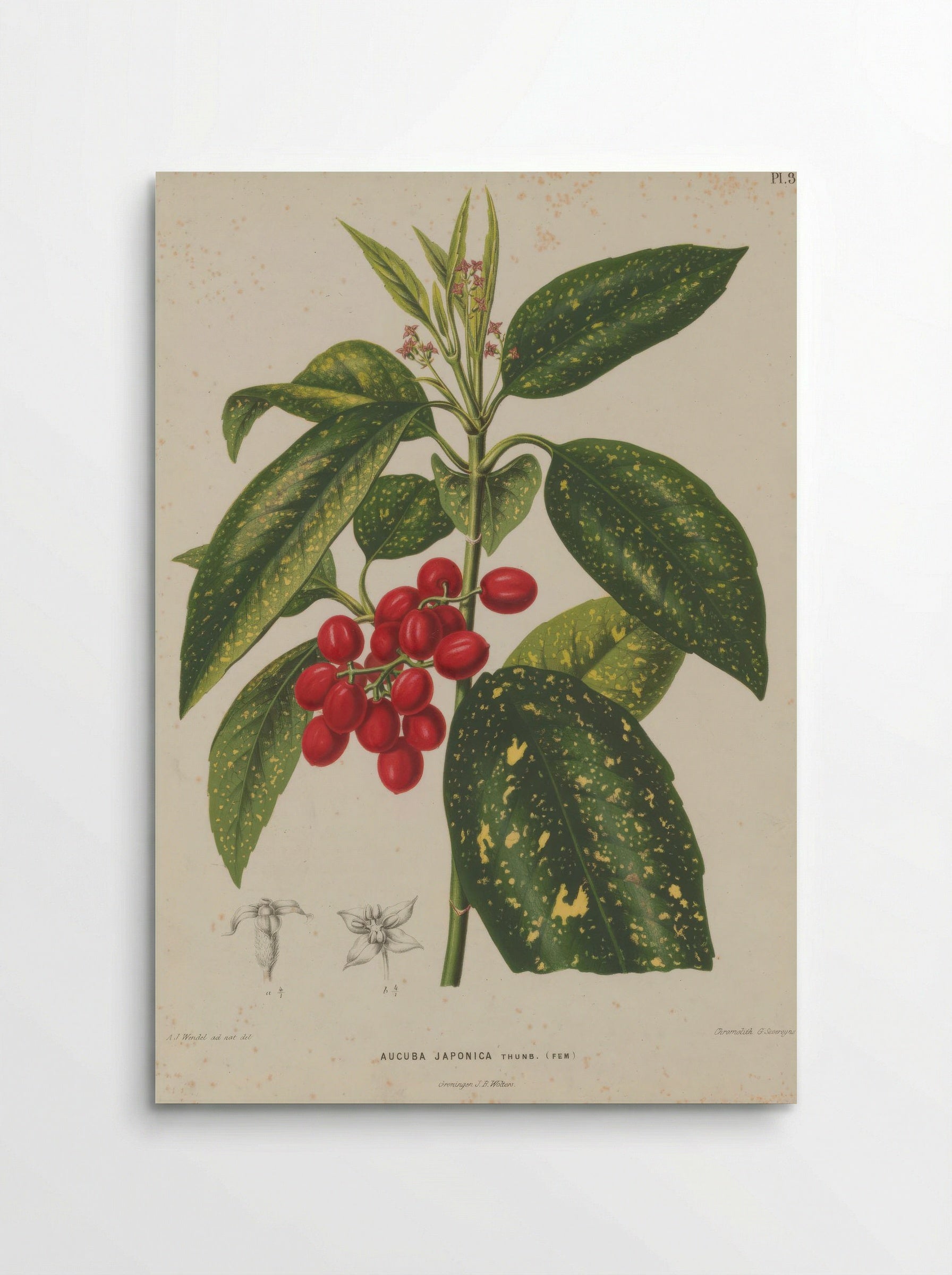 Aucuba Japonica Thunb. - A. J. Wendel - Poster
