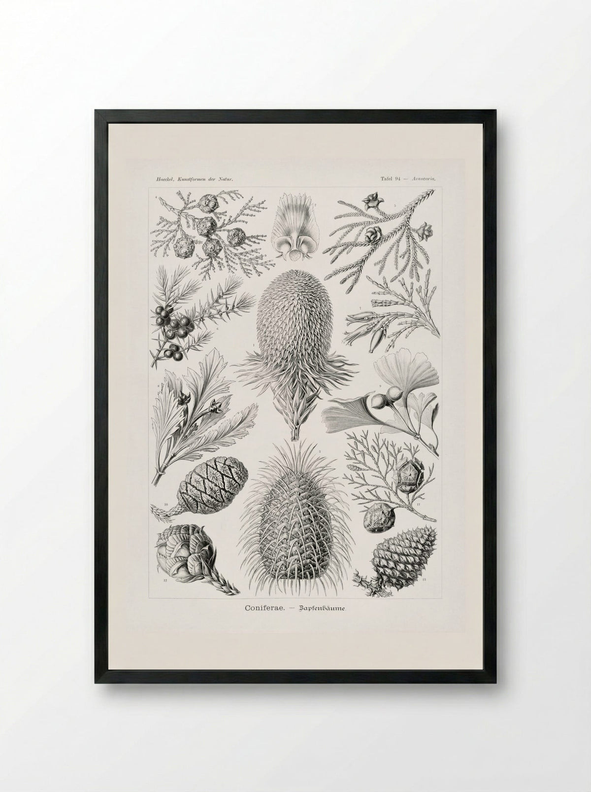 Coniferae-Bapfenbäume (1904) - Ernst Haeckel - Framed Print Black