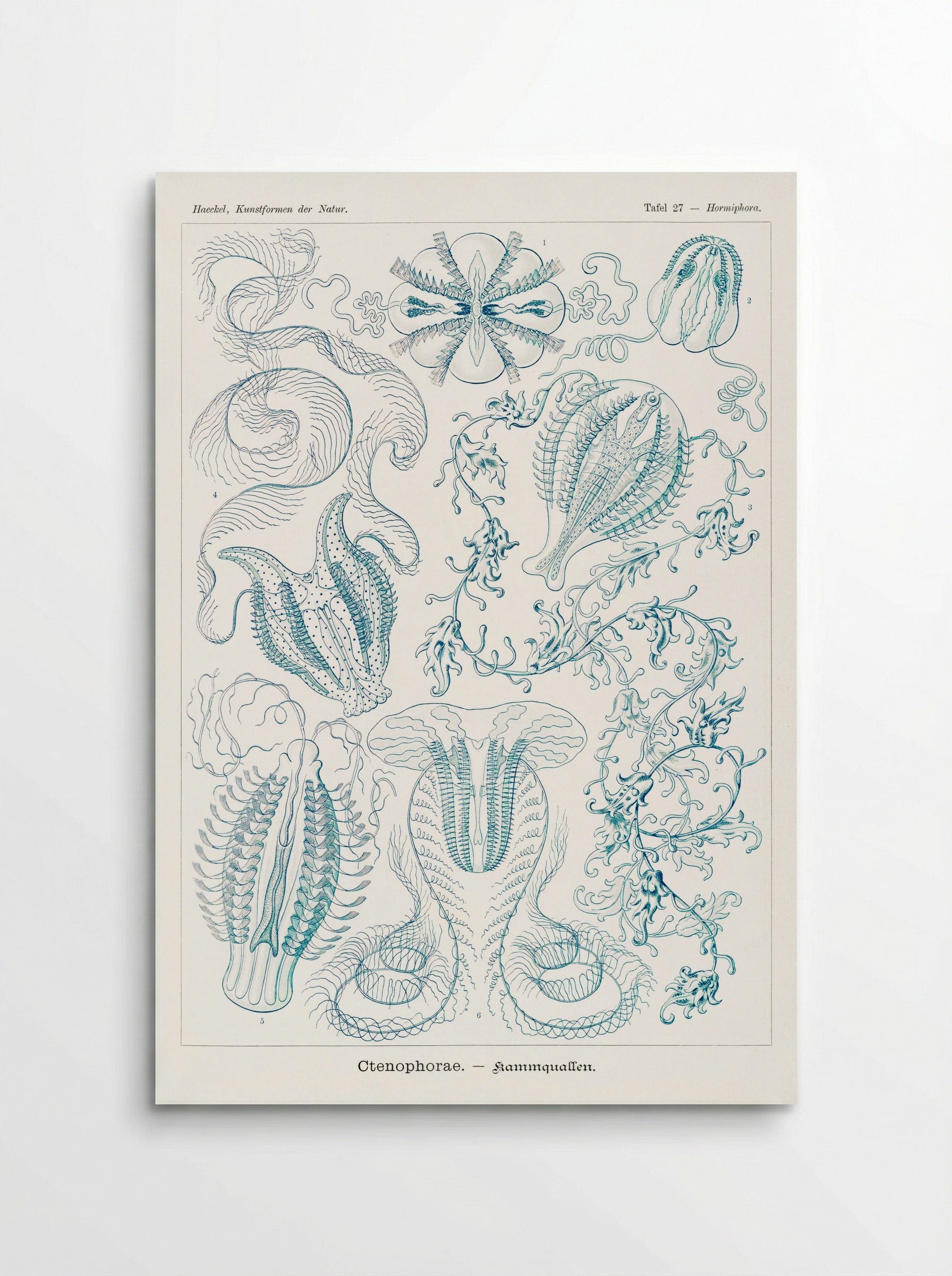 Ctenophorae-Kammquallen (1904) - Ernst Haeckel - Poster