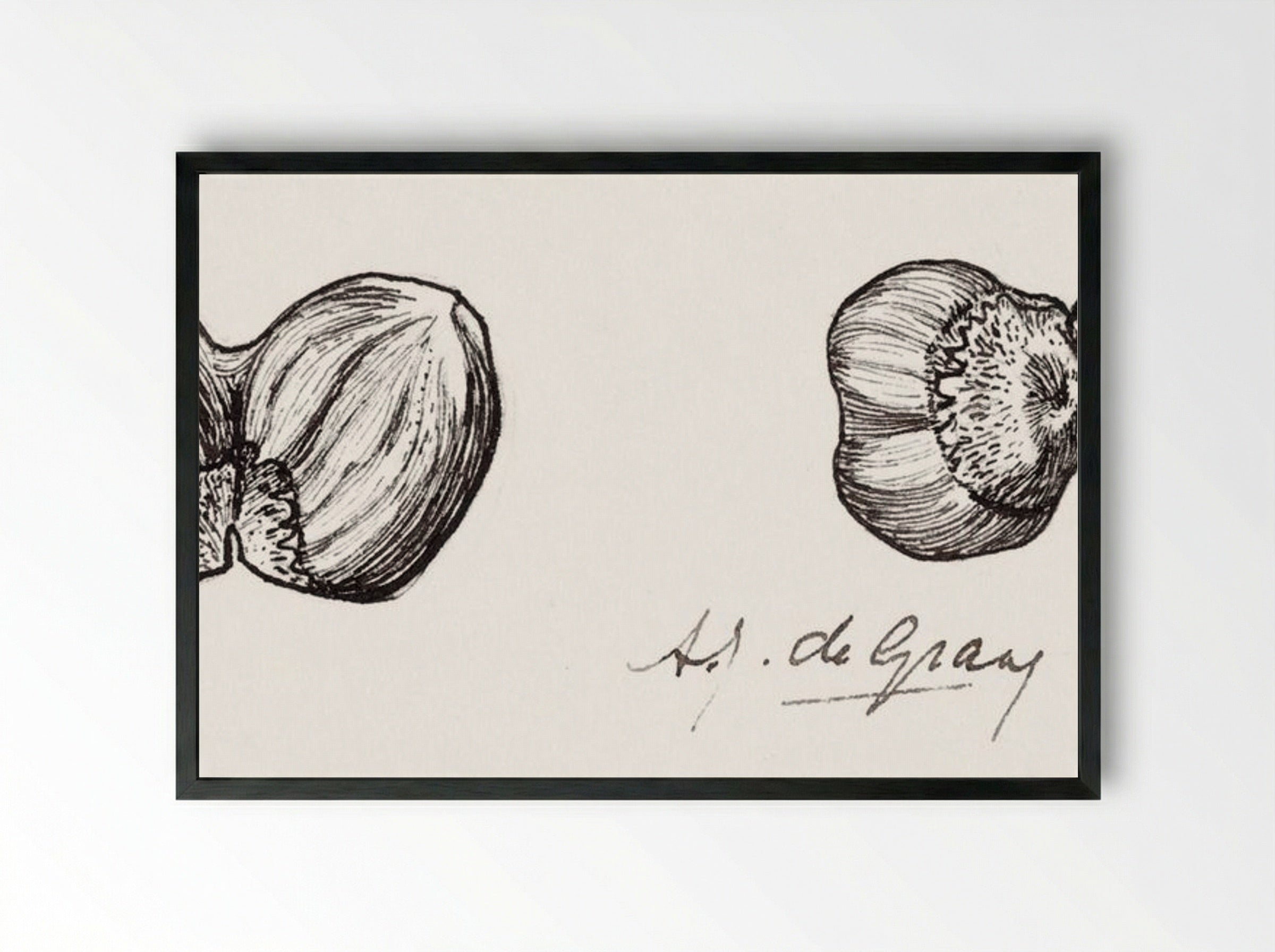 Study of Two Hazelnuts - Julie de Graag - Framed Print Black