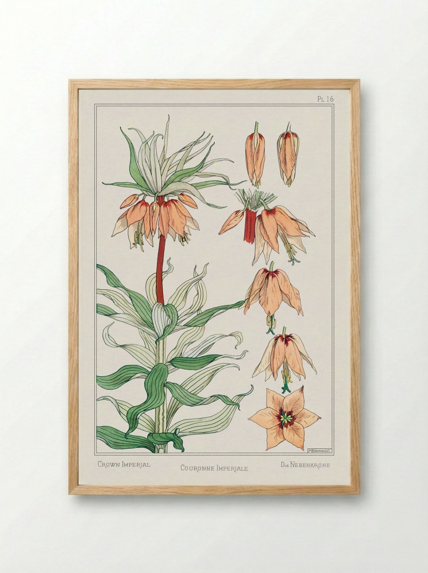Couronne Impériale (Crown Imperial) - Maurice Pillard Verneuil - Framed Print Wood