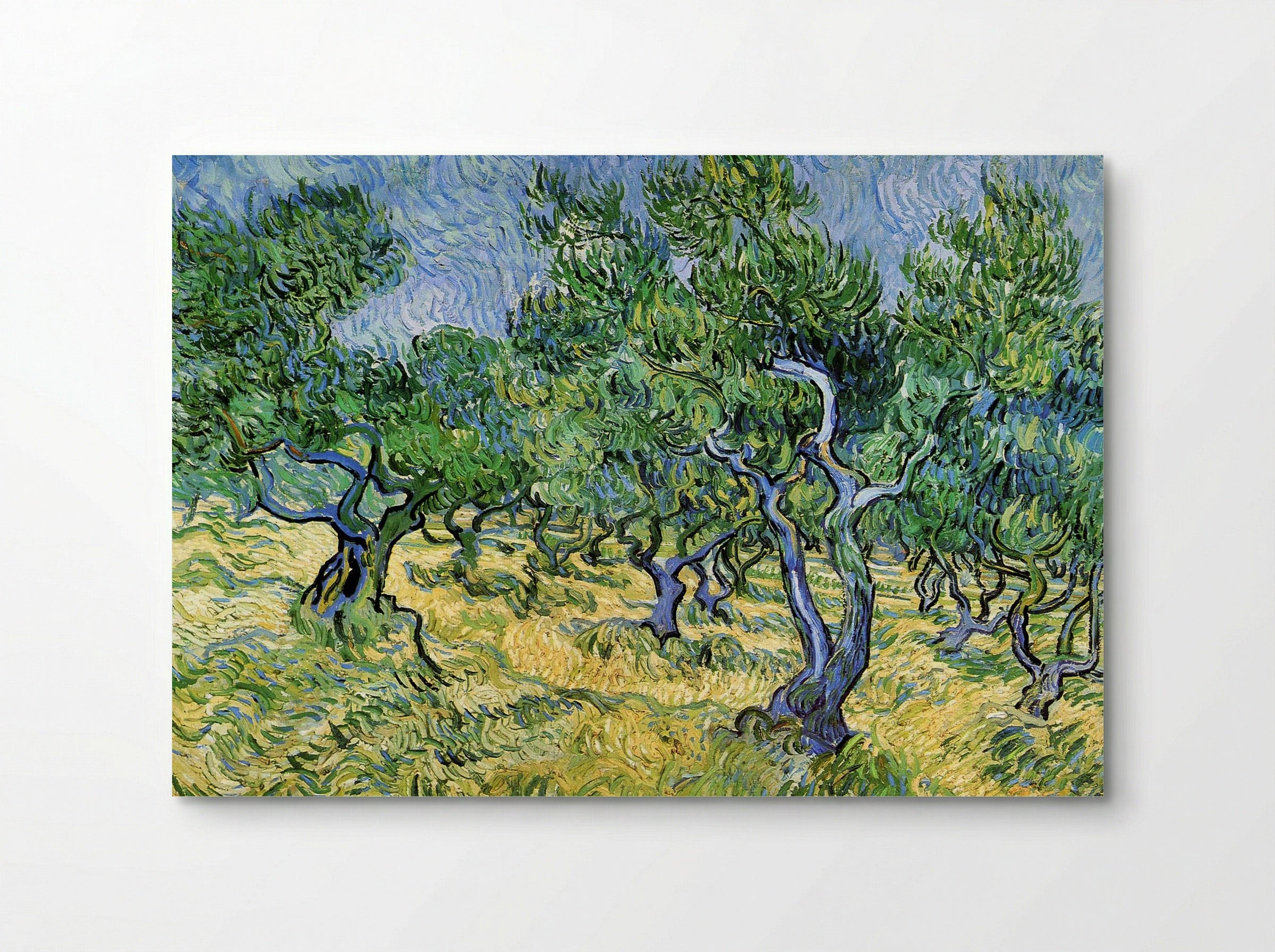 Olive Grove - Vincent van Gogh - Poster