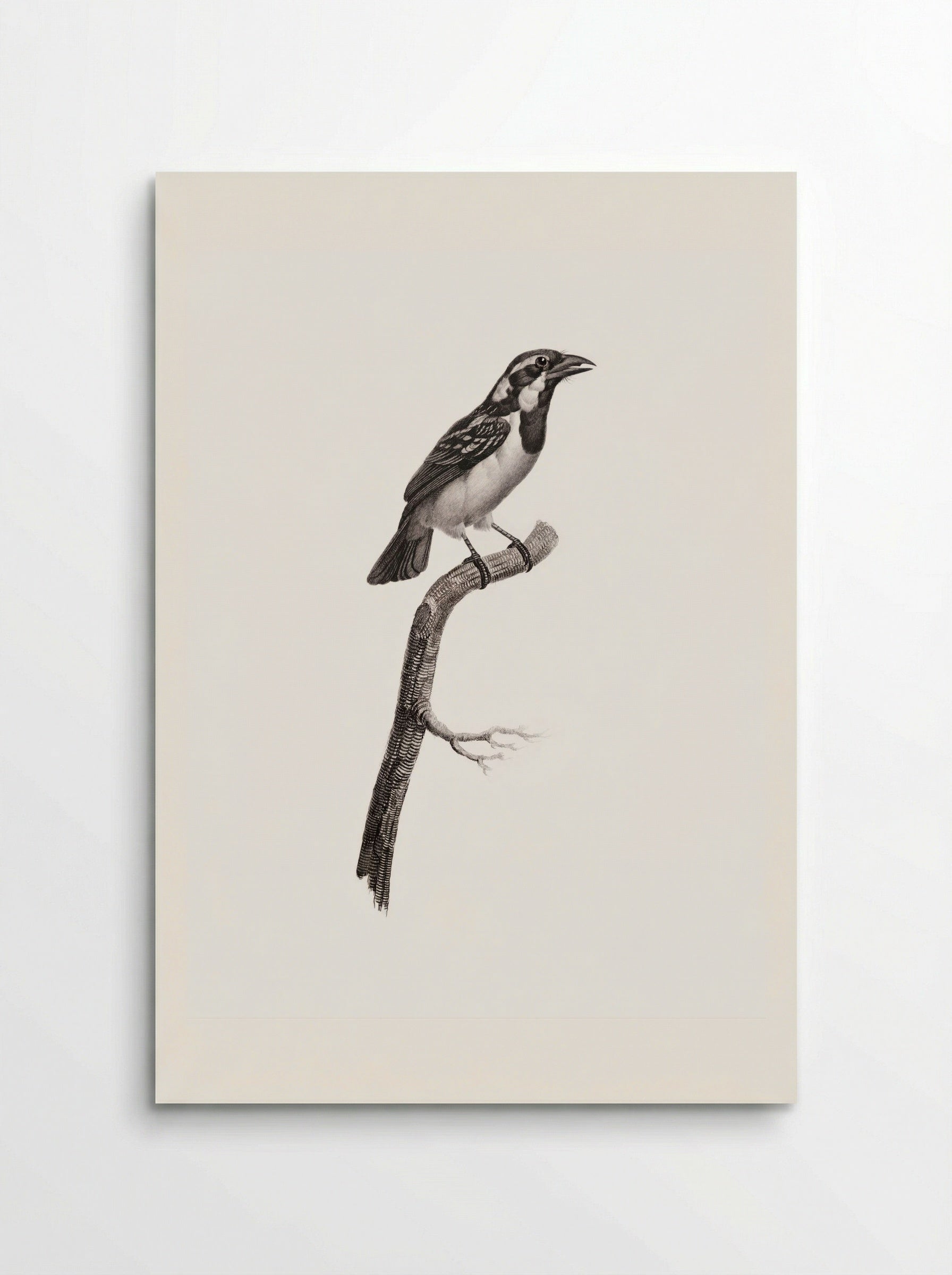 Black-throated Sparrow - Jacques Barraband - Poster