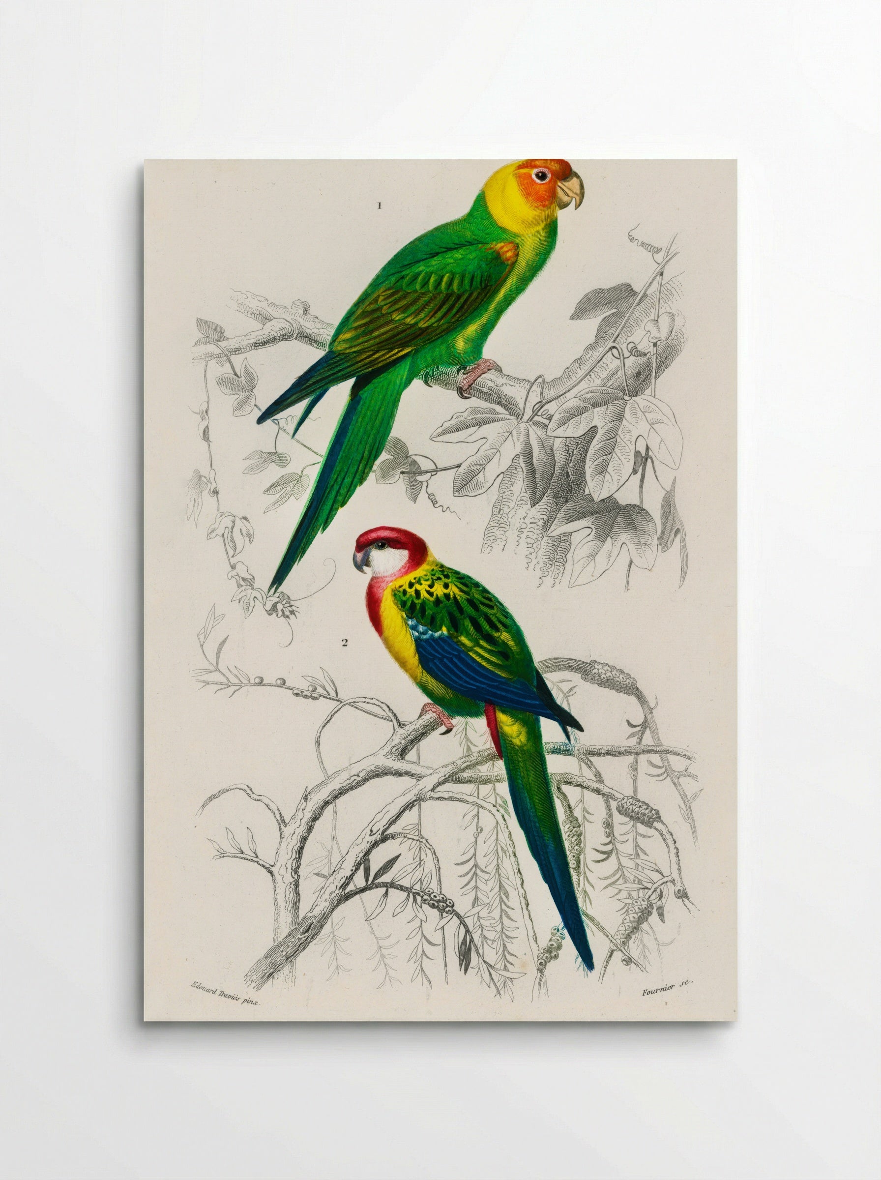 Different Types of Birds - Charles Dessalines D'Orbigny - Poster