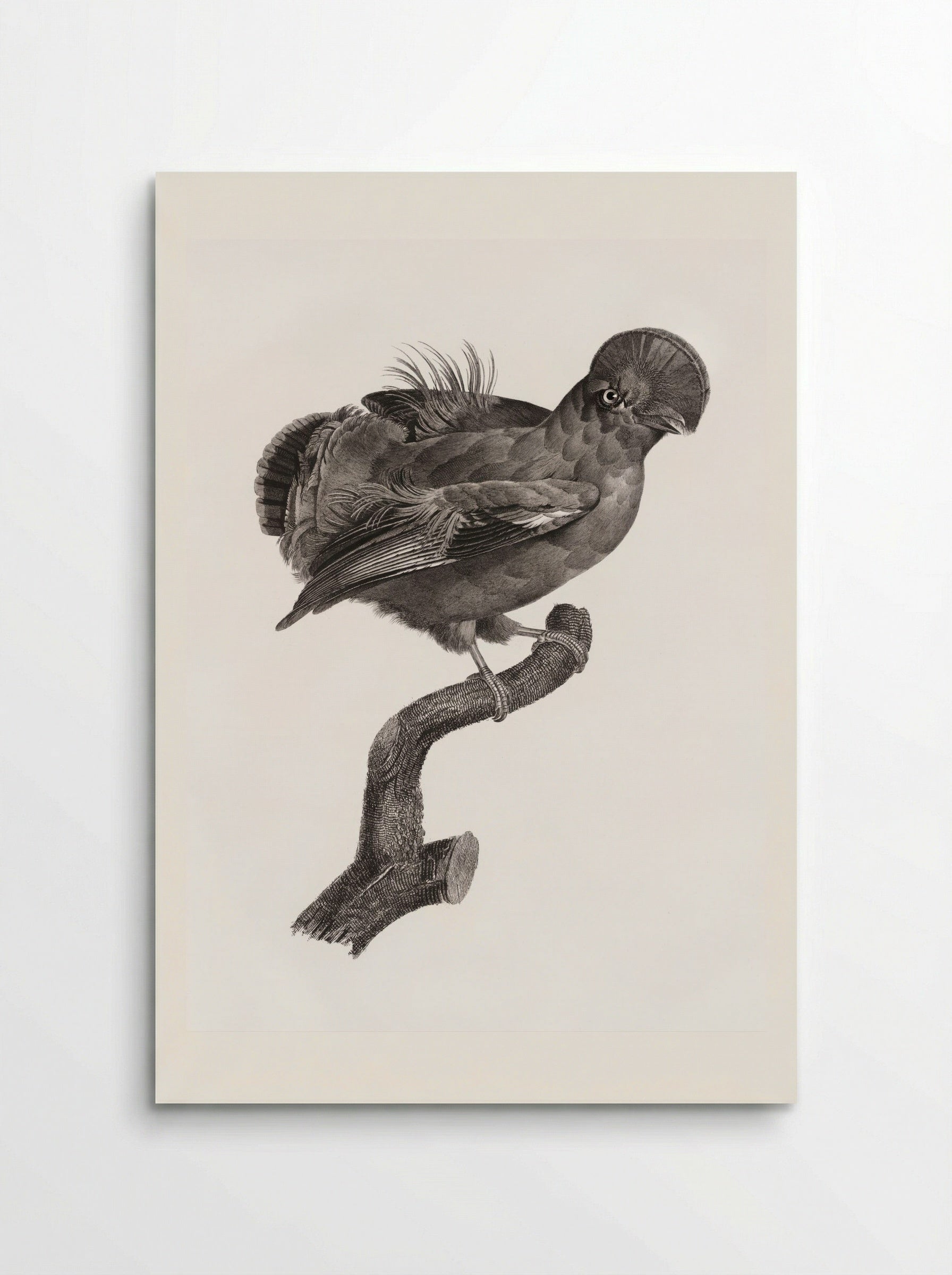 Guianan Cock-of-the-Rock, Male - Jacques Barraband - Poster