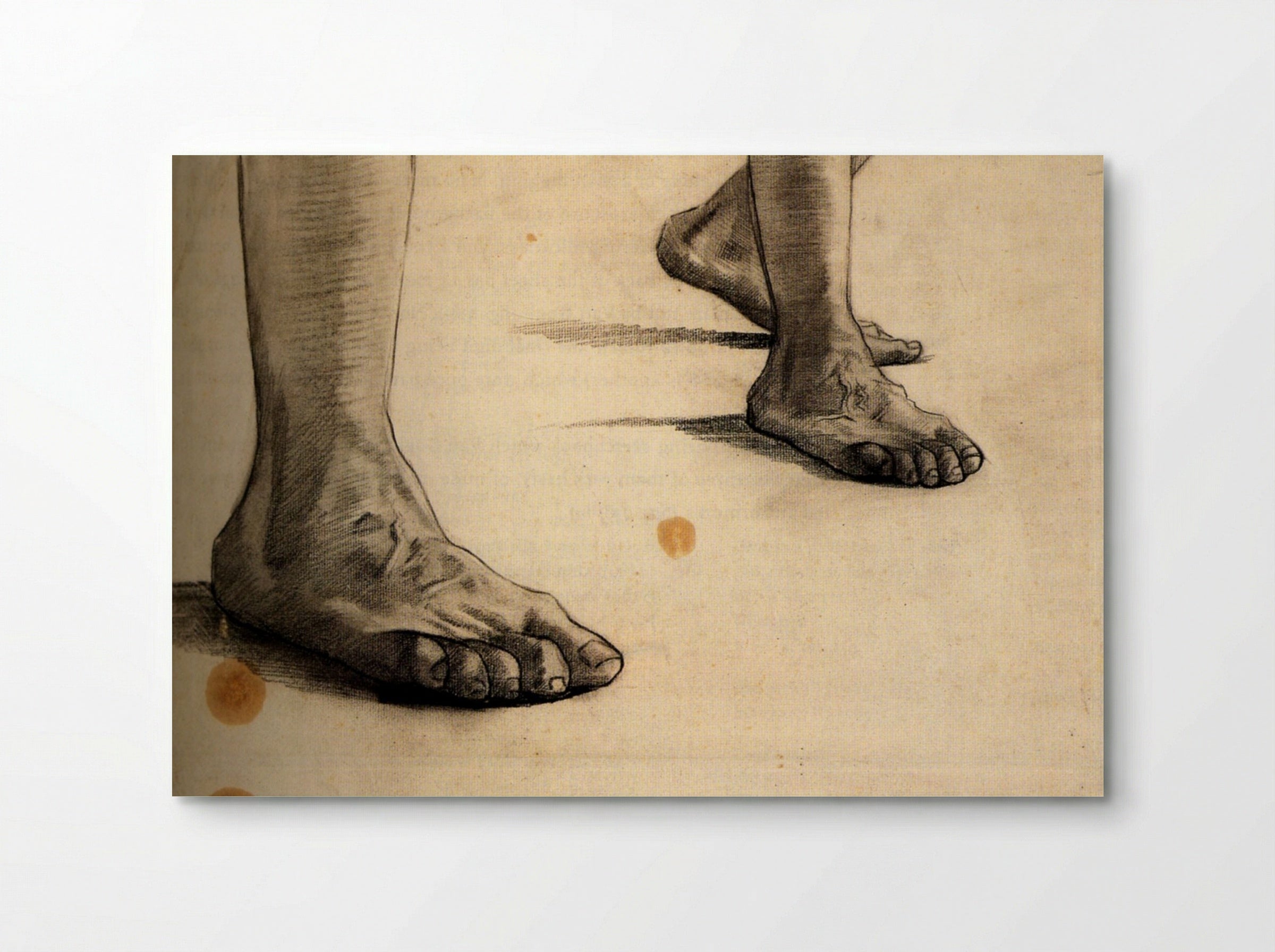Study of Feet (Anatomical Drawing) - Fine Art Print - Poster