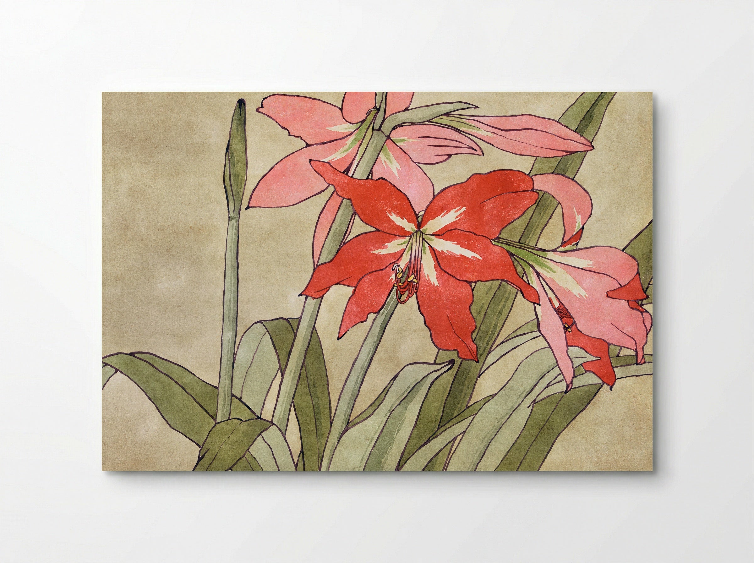 Amaryllis (1915) - Hannah Borger Overbeck - Poster