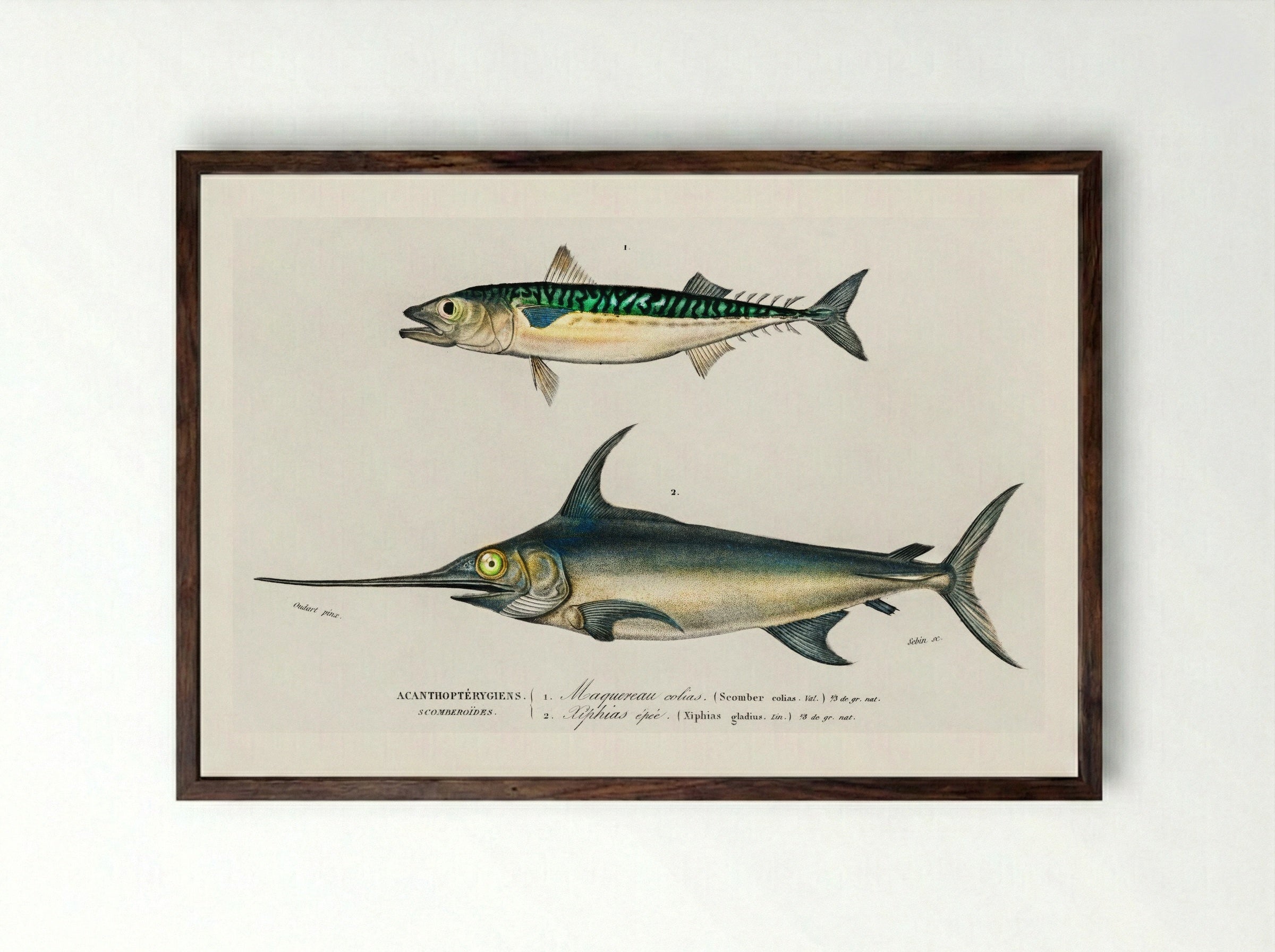 Different Types of Marine Life - Charles Dessalines D'Orbigny - Framed Print Dark Wood