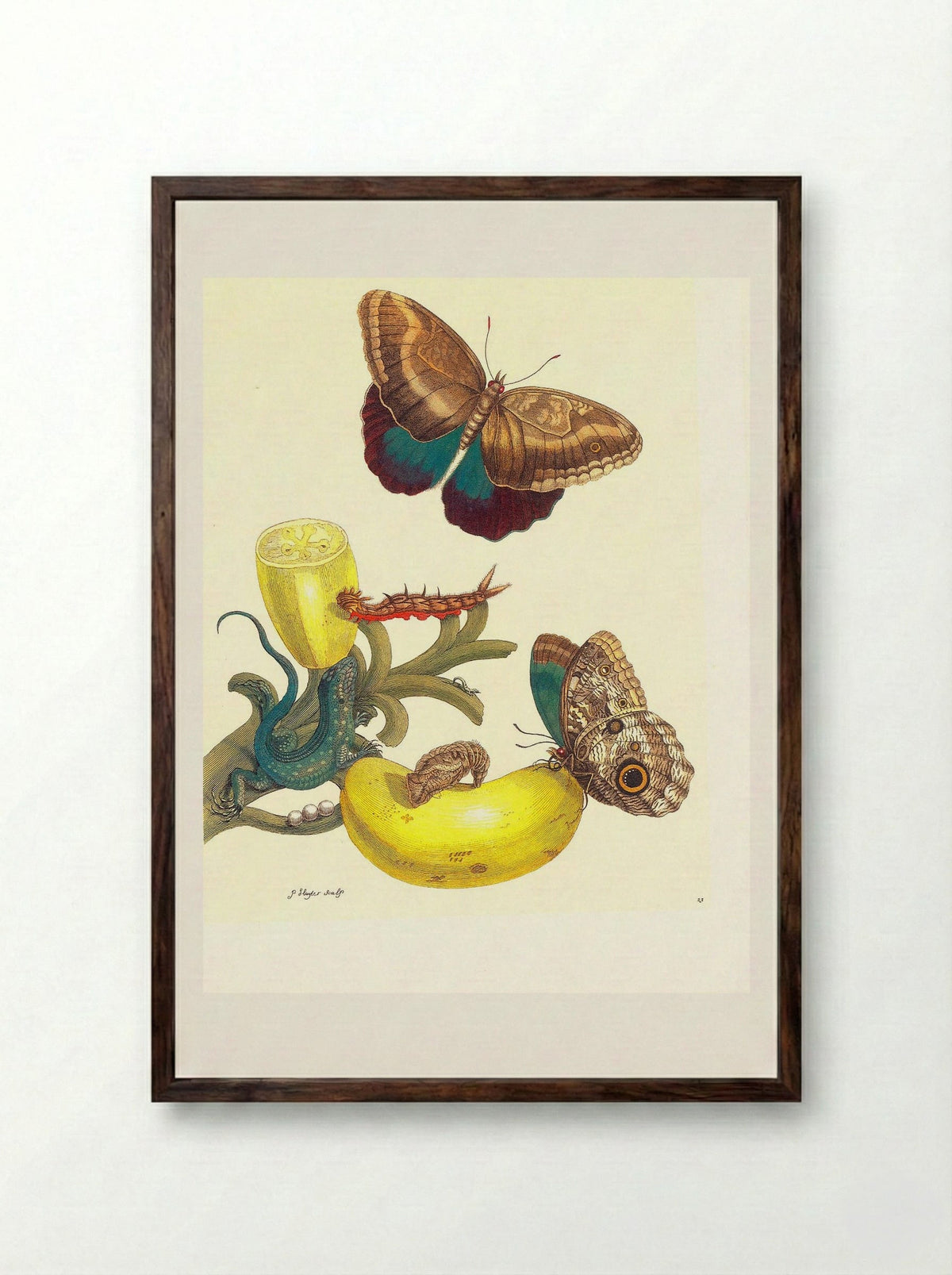 Plate #23- Musa paradisiaca, Caligo teucer and Cnemidophorus lemniscatus - Maria Sibylla Merian - Framed Print Dark Wood