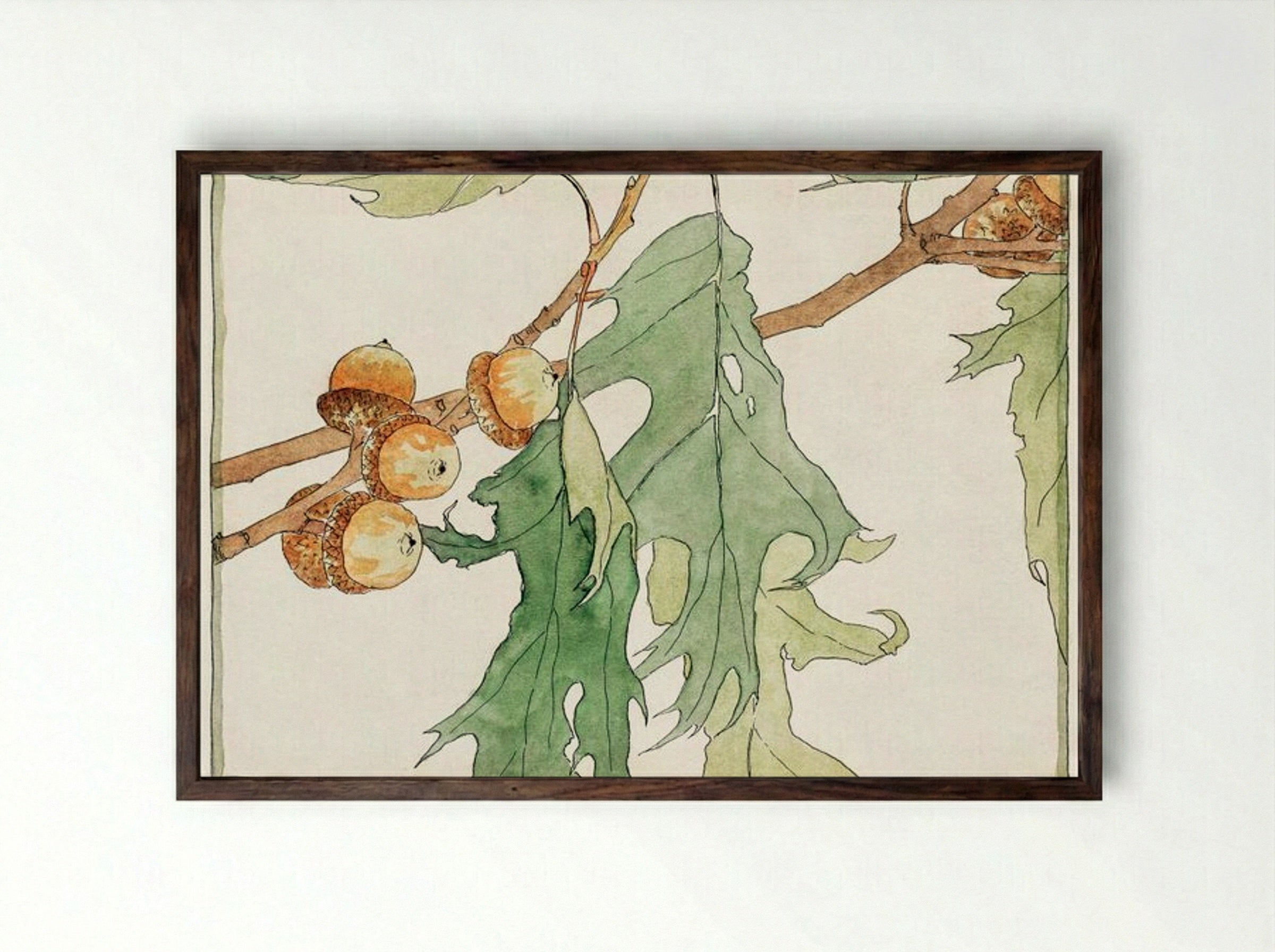 Oak Acorns - Hannah Borger Overbeck - Framed Print Dark Wood