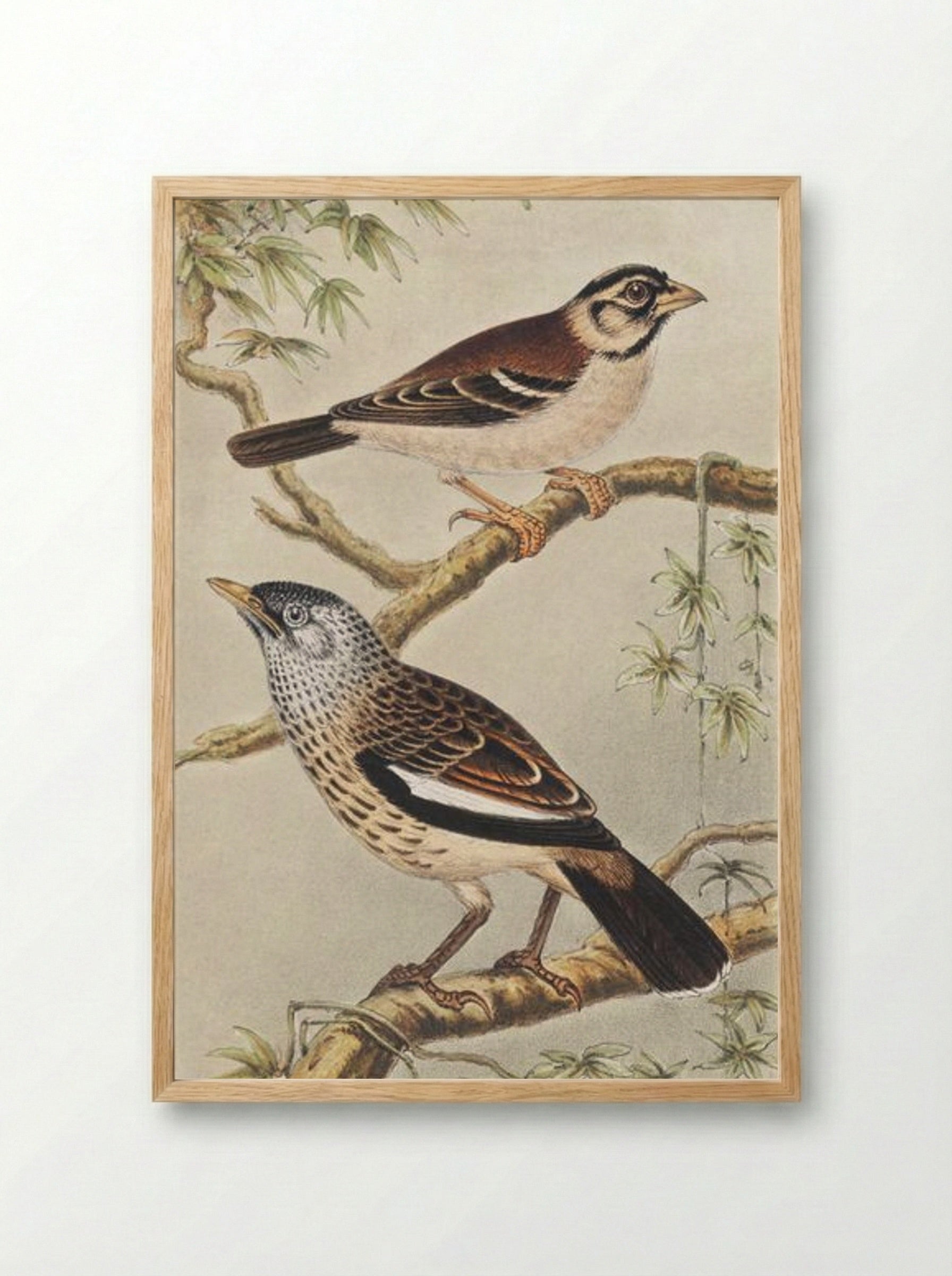 Twee vogels op takken (Two Birds on Branches) - Theo van Hoytema - Framed Print Wood