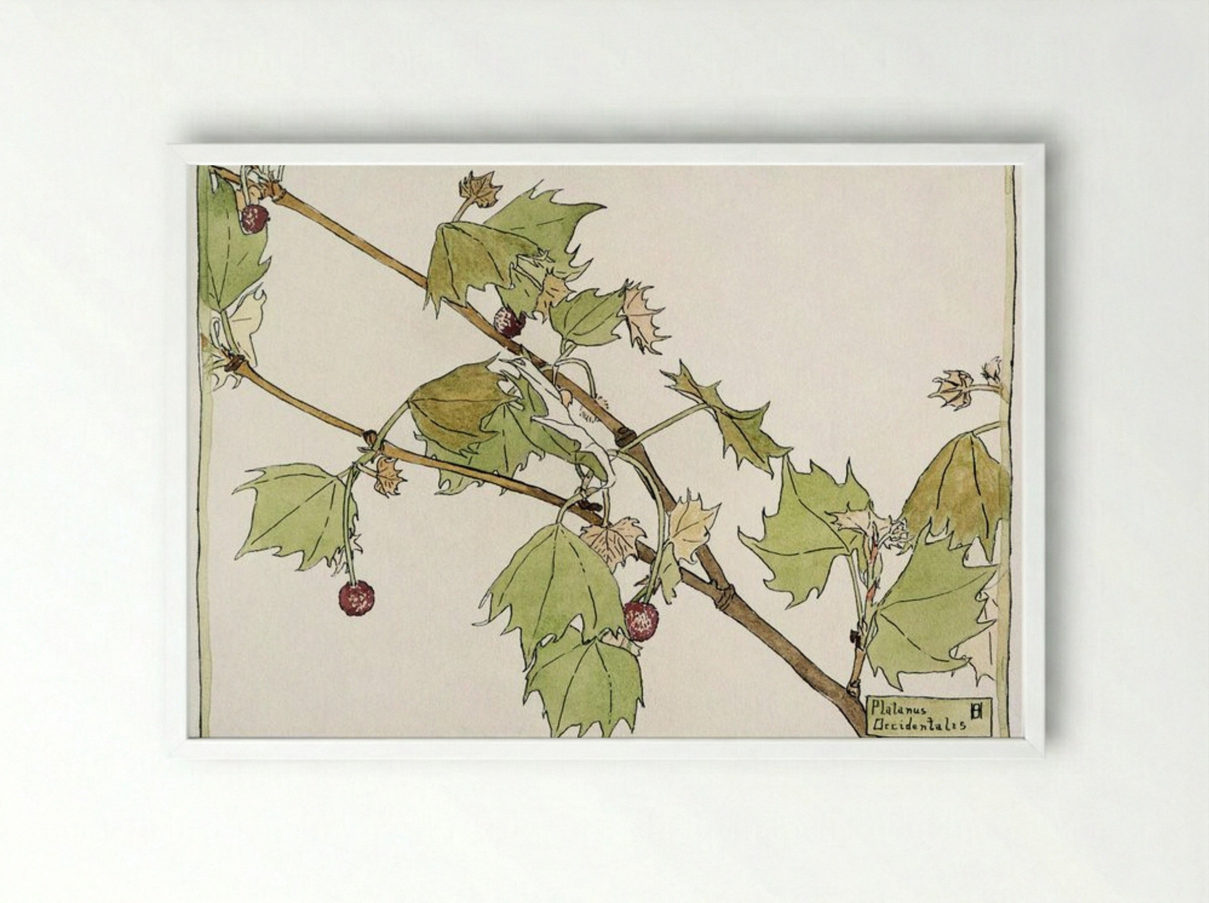 Sycamore - Hannah Borger Overbeck - Framed Print White