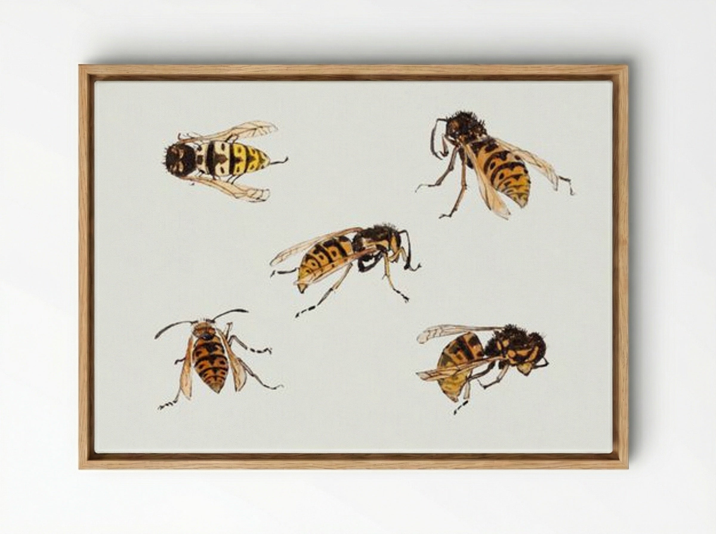 Studies of Wasps - Julie de Graag - Framed Canvas Wood