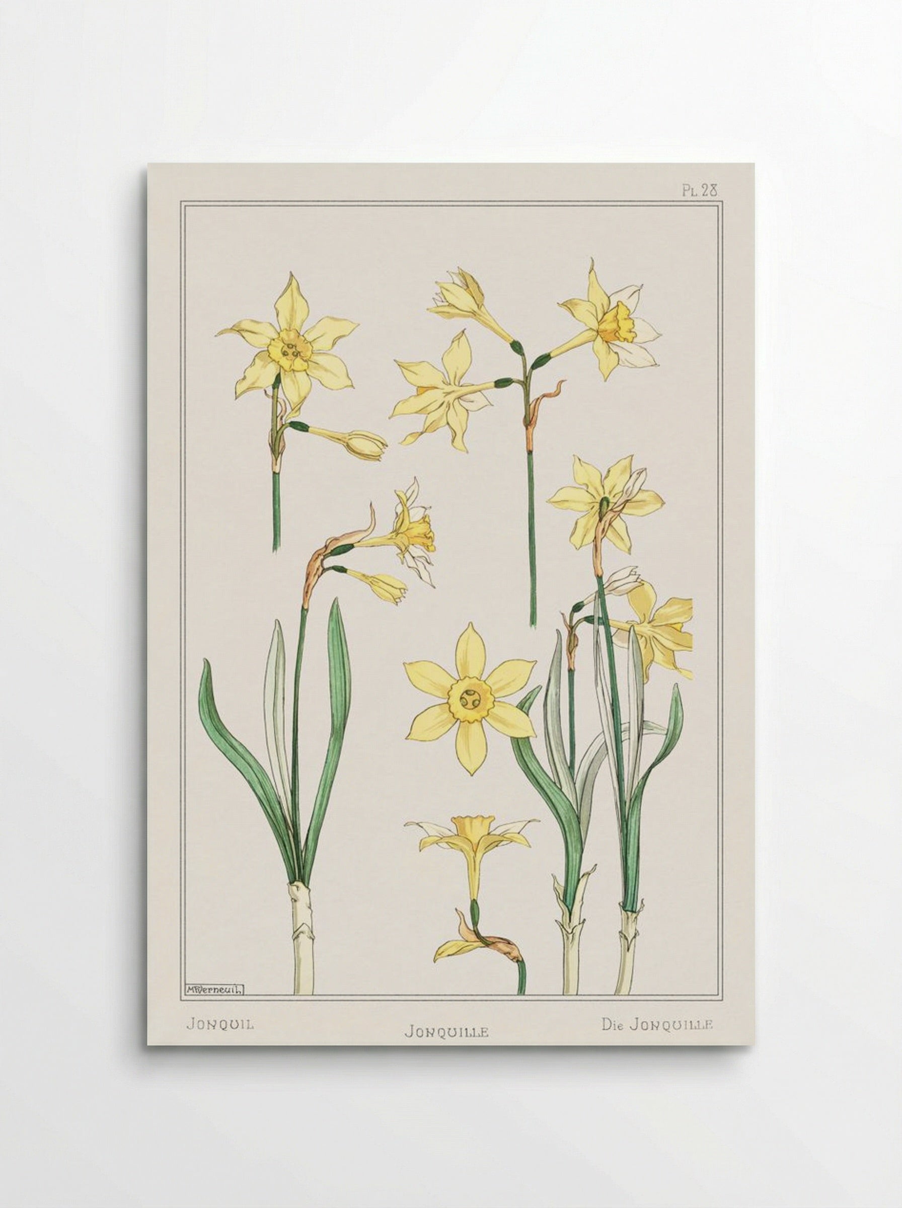 Jonquille or Jonquil - Maurice Pillard Verneuil - Poster