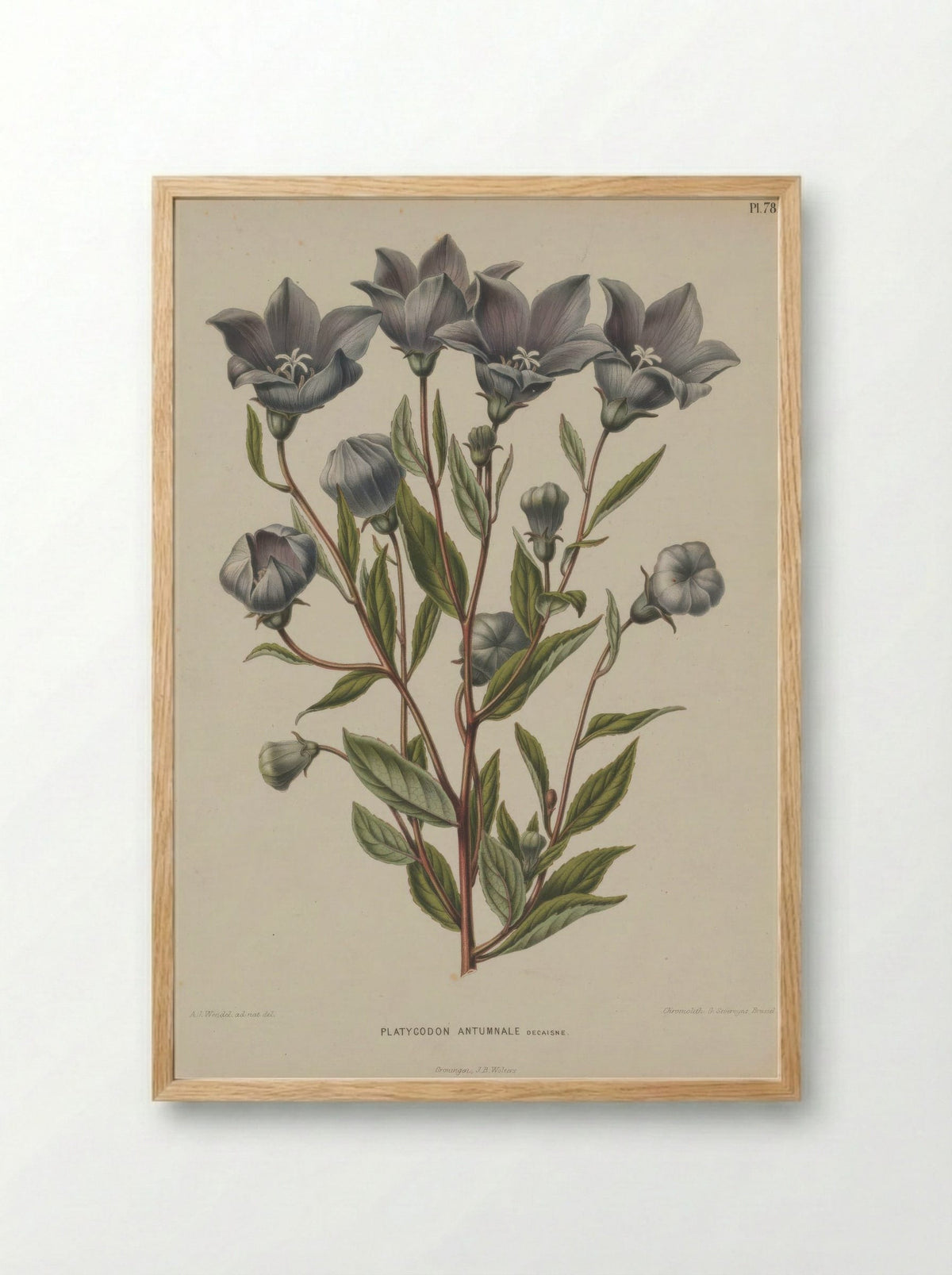Campanula Grandiflora Jacq. - A. J. Wendel - Framed Print Wood