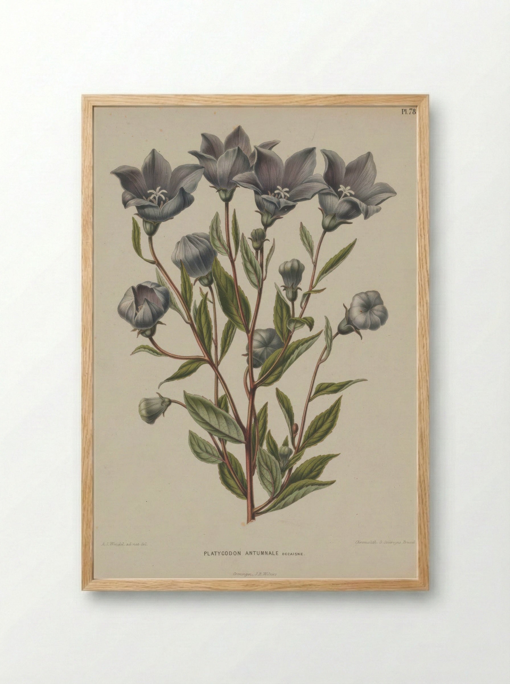 Campanula Grandiflora Jacq. - A. J. Wendel - Framed Print Wood
