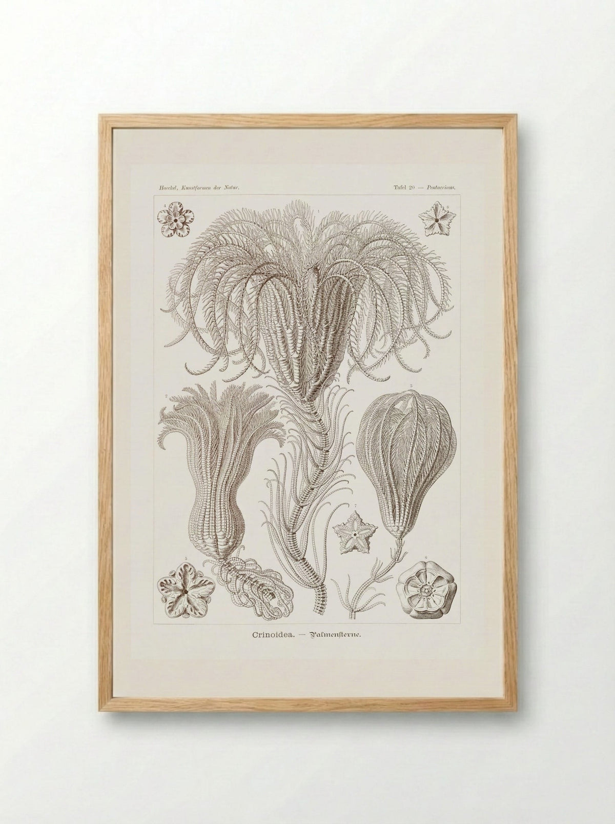 Crinoidea-Palmensterne (1904) - Ernst Haeckel - Framed Print Wood
