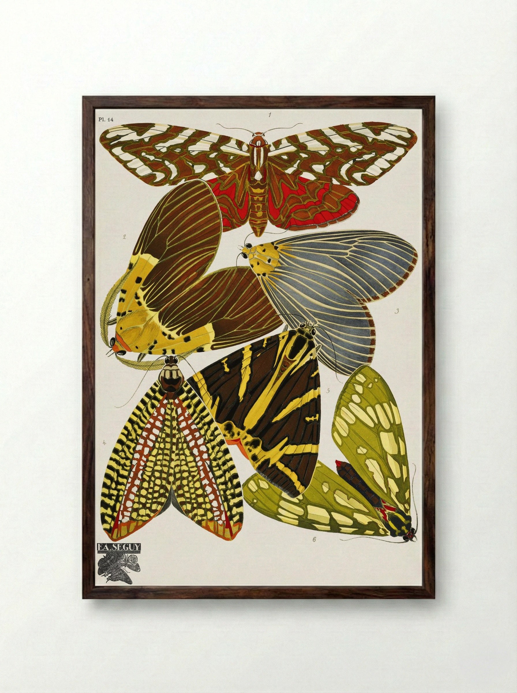 Butterflies, Plate 14 - Émile-Allain Séguy - Framed Print Dark Wood