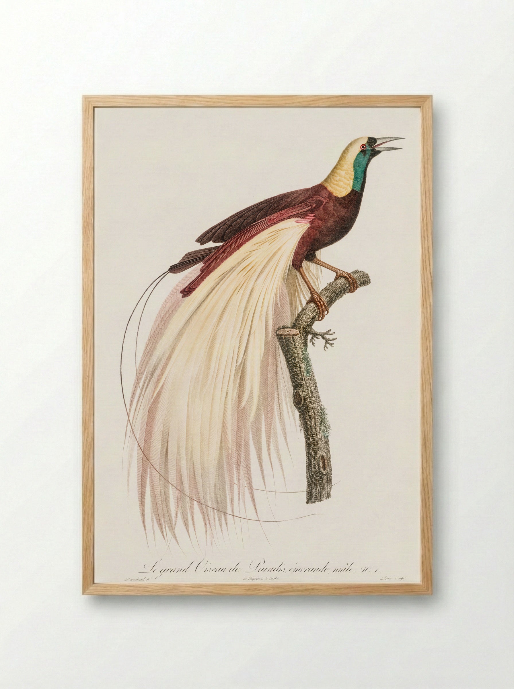 Emperor Bird-of-Paradise, Male - Jacques Barraband - Framed Print Wood