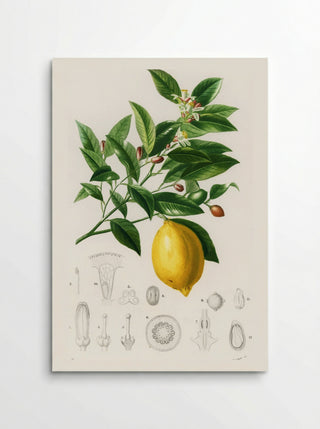 Lemon (Citrus Limonium) - Charles Dessalines D' Orbigny