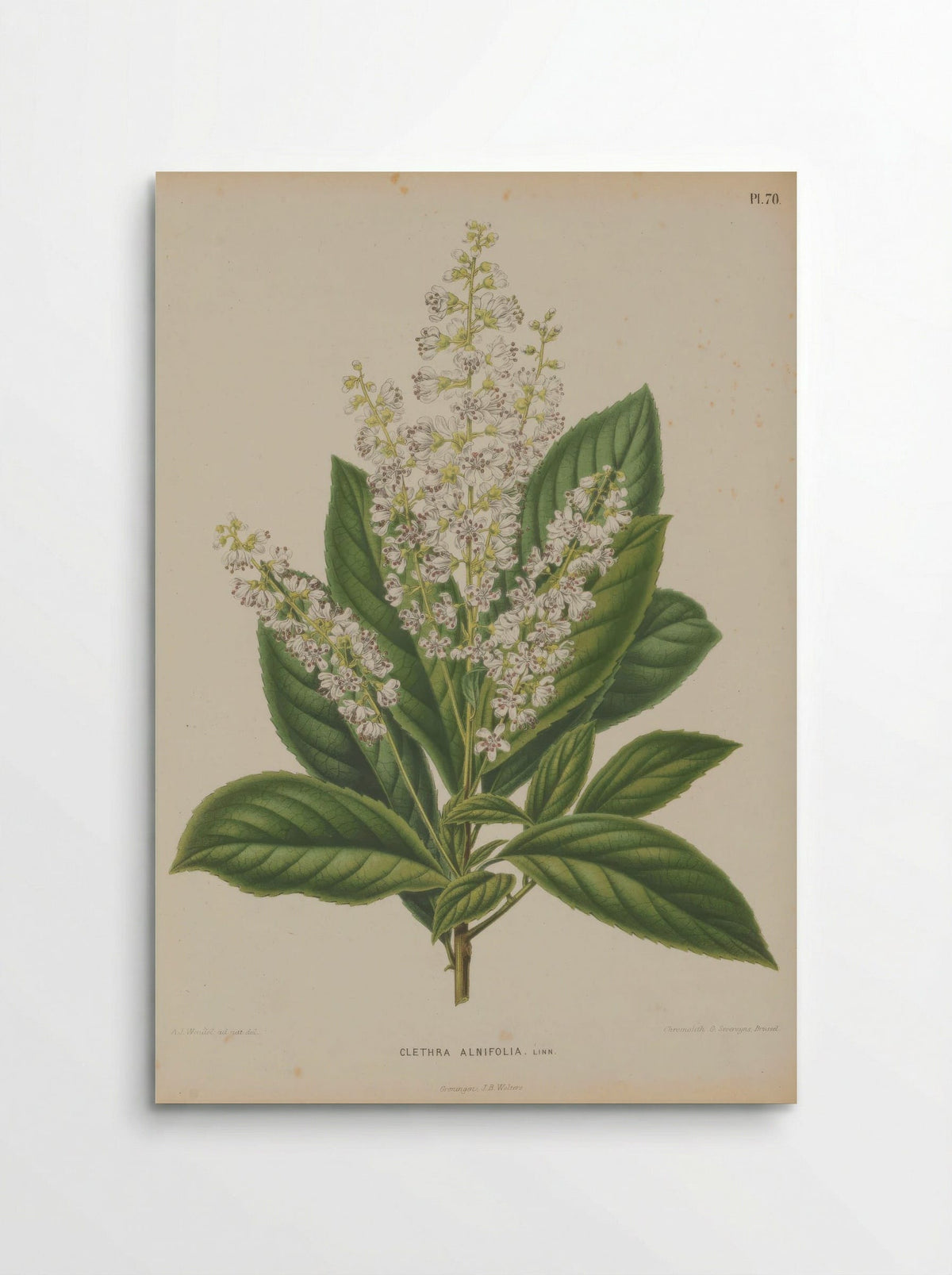Clethra Alnifolia L. - A. J. Wendel - Poster