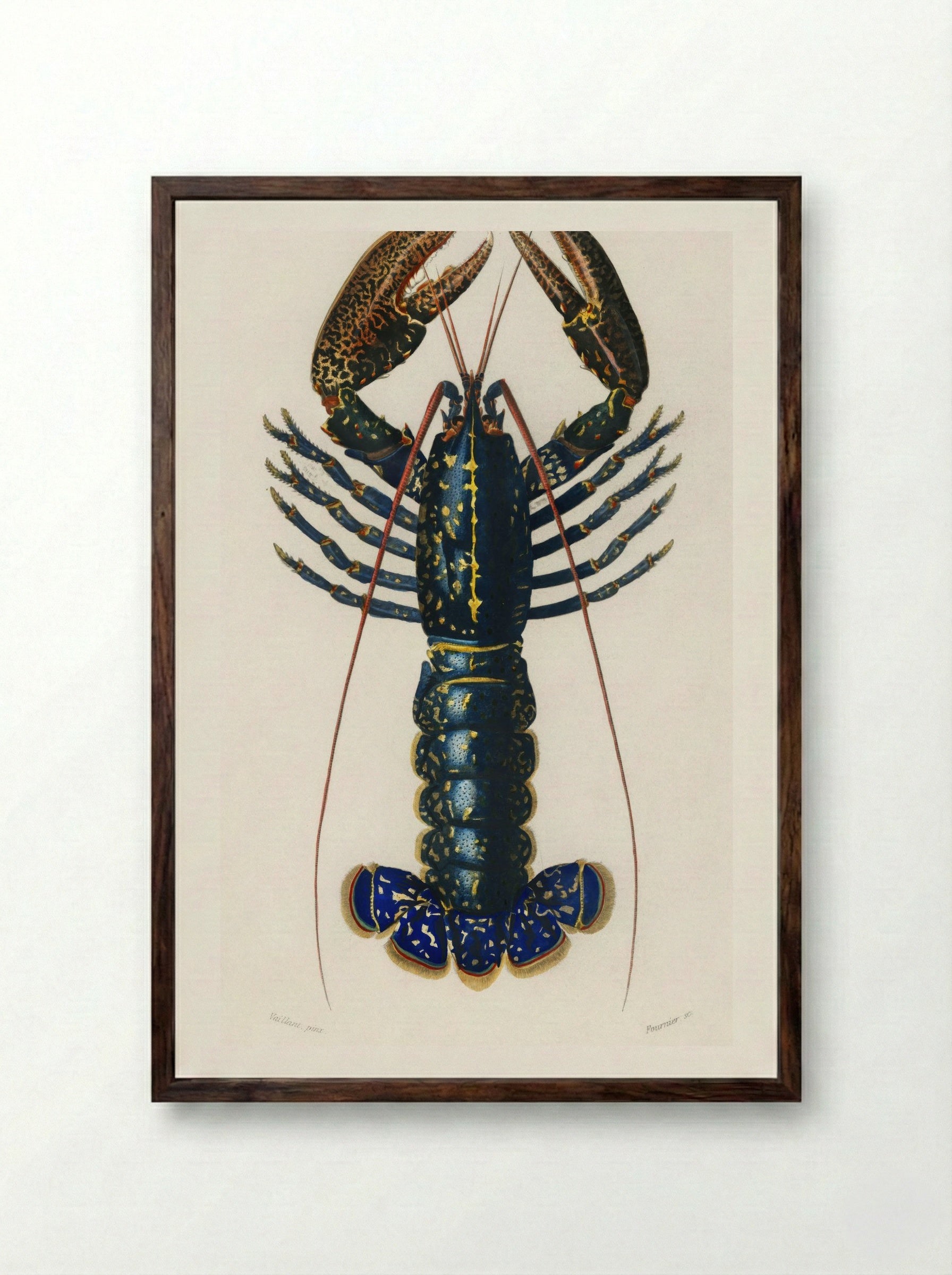 Crimson Crawfish (Palemon Ornatum) - Charles Dessalines D'Orbigny - Framed Print Dark Wood