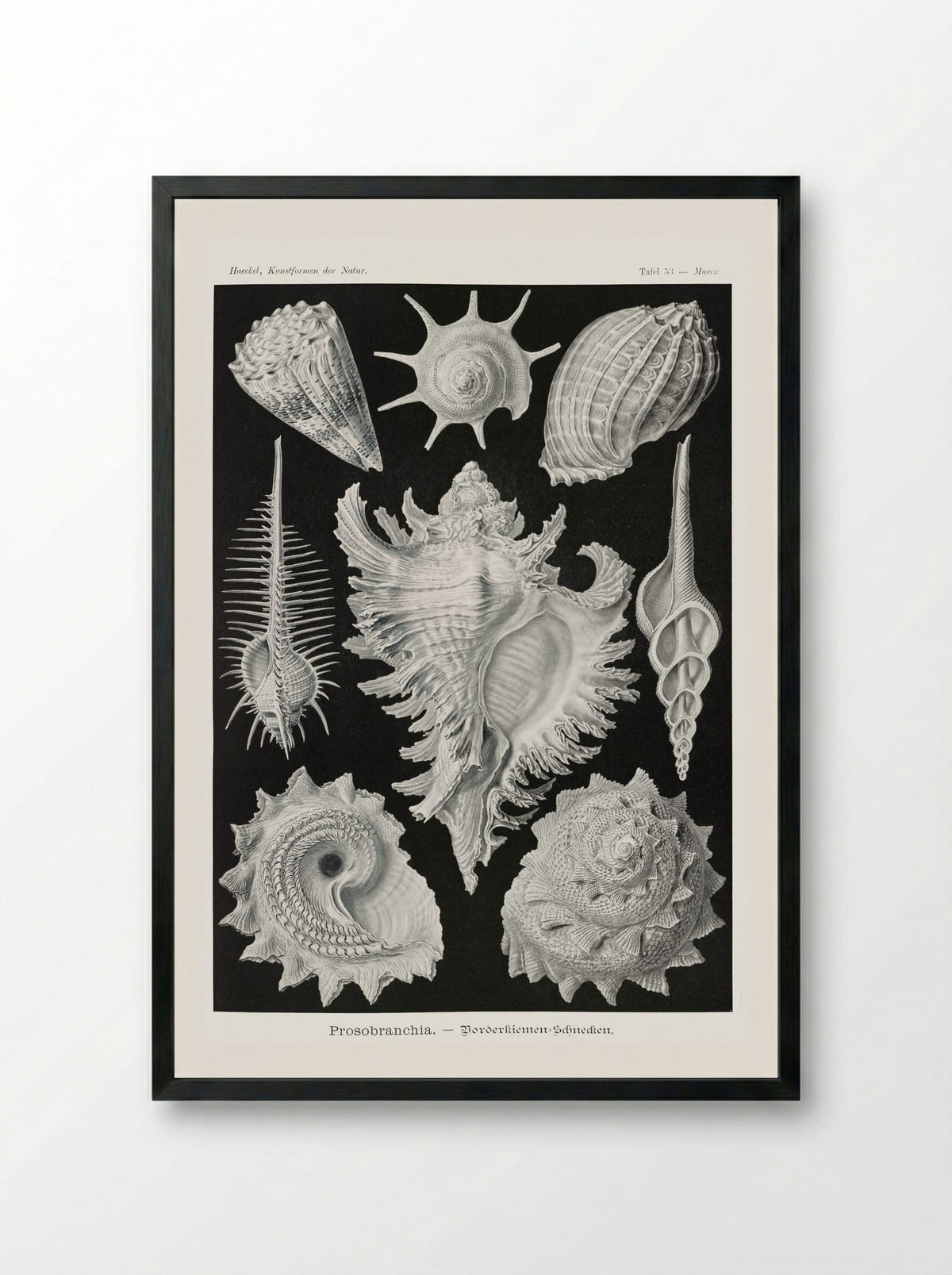 Prosobranchia-Dorderkiemen Schnecken (1904) - Ernst Haeckel - Framed Print Black
