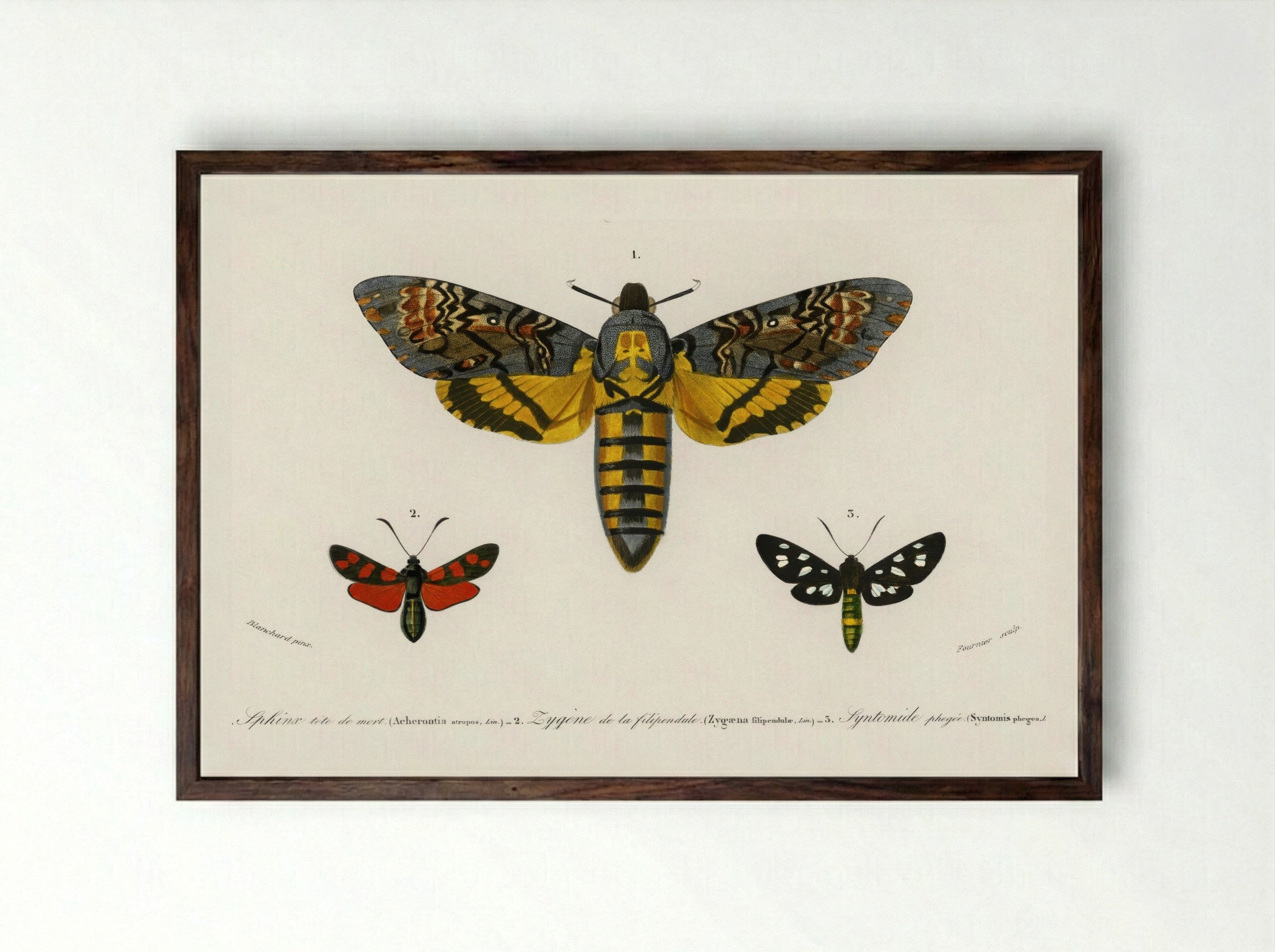 Collection of Butterflies - Charles Dessalines D'Orbigny - Framed Print Dark Wood