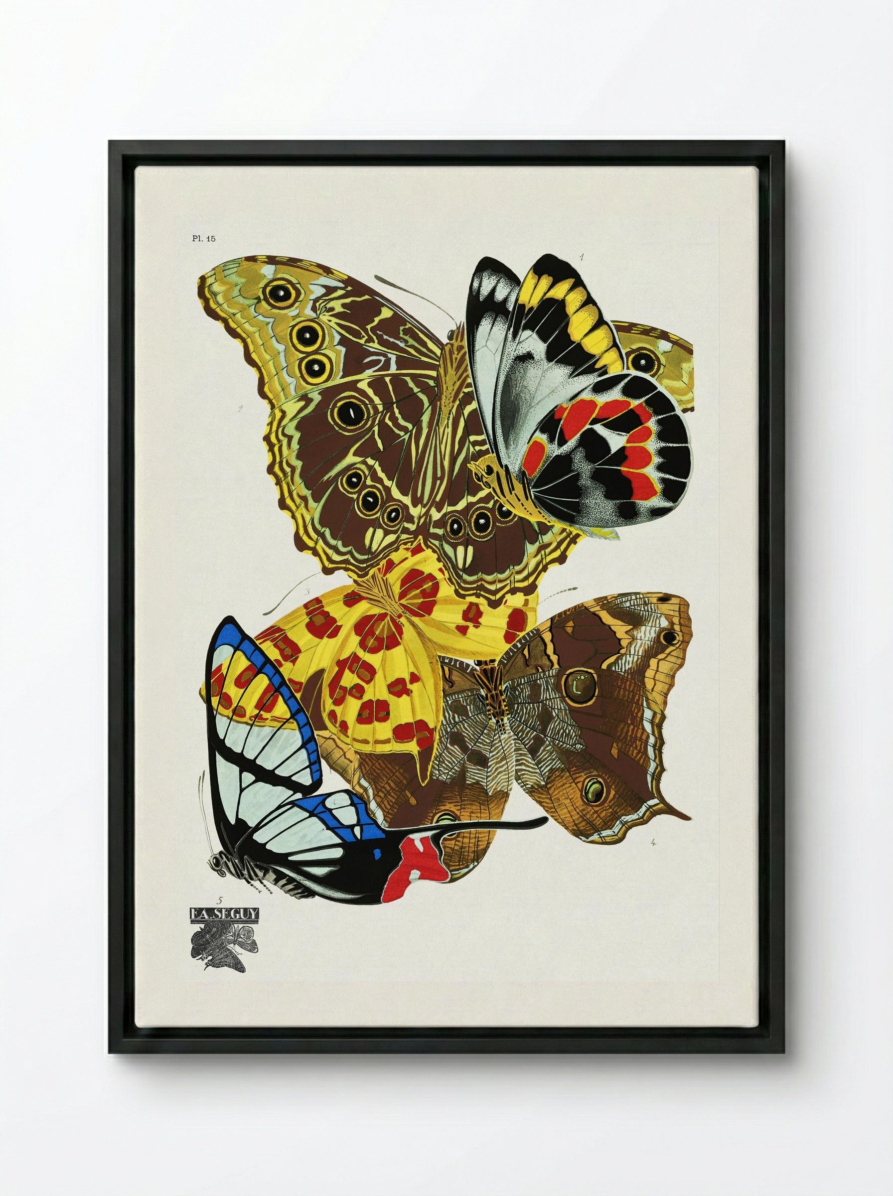Butterflies (Plate 15) - Émile-Allain Séguy - Framed Canvas Black