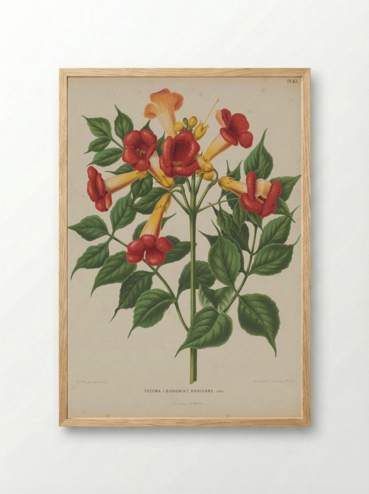 Bignonia Radicans L. - A. J. Wendel - Framed Print Wood