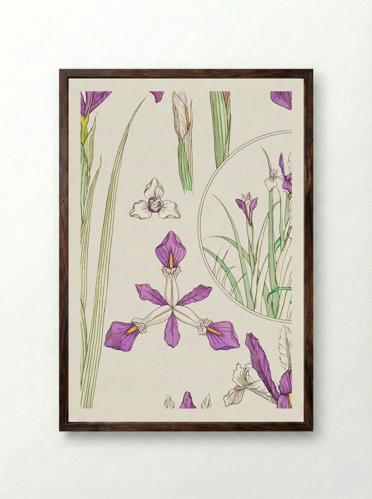 Iris, from La Plante et ses Applications ornementales - Maurice Pillard Verneuil - Framed Print Dark Wood