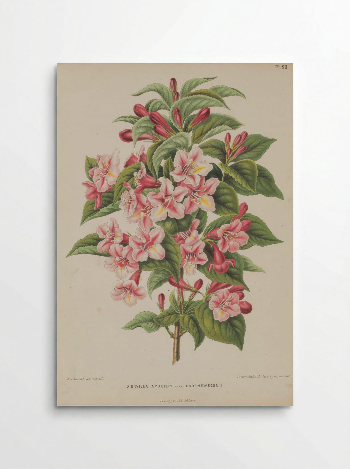 Diervilla Amabilis Carri Re - A. J. Wendel - Poster